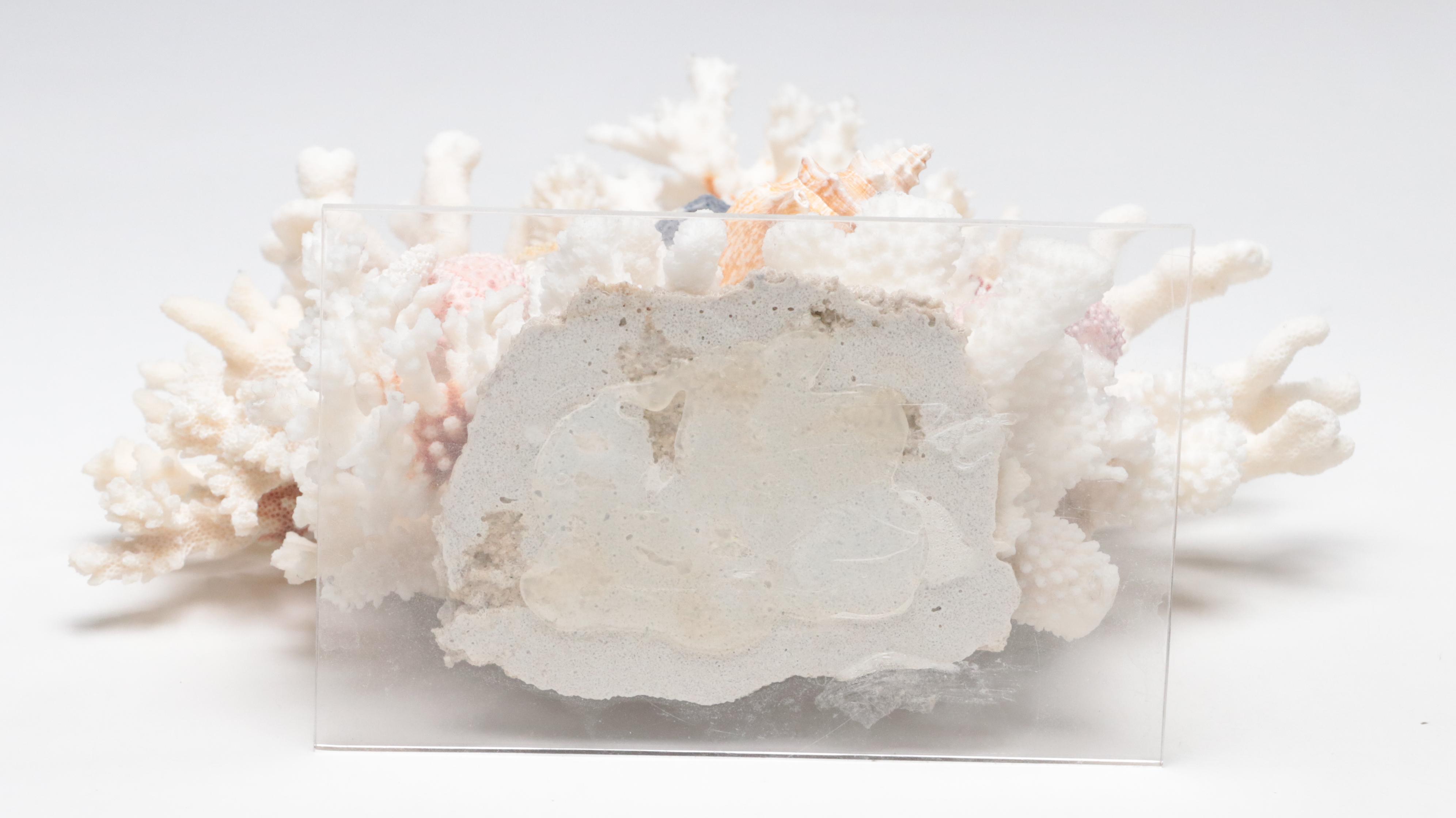 Welded Metal Fish Candle Holders, Coral Arrangement, Shell & Coral Specimens