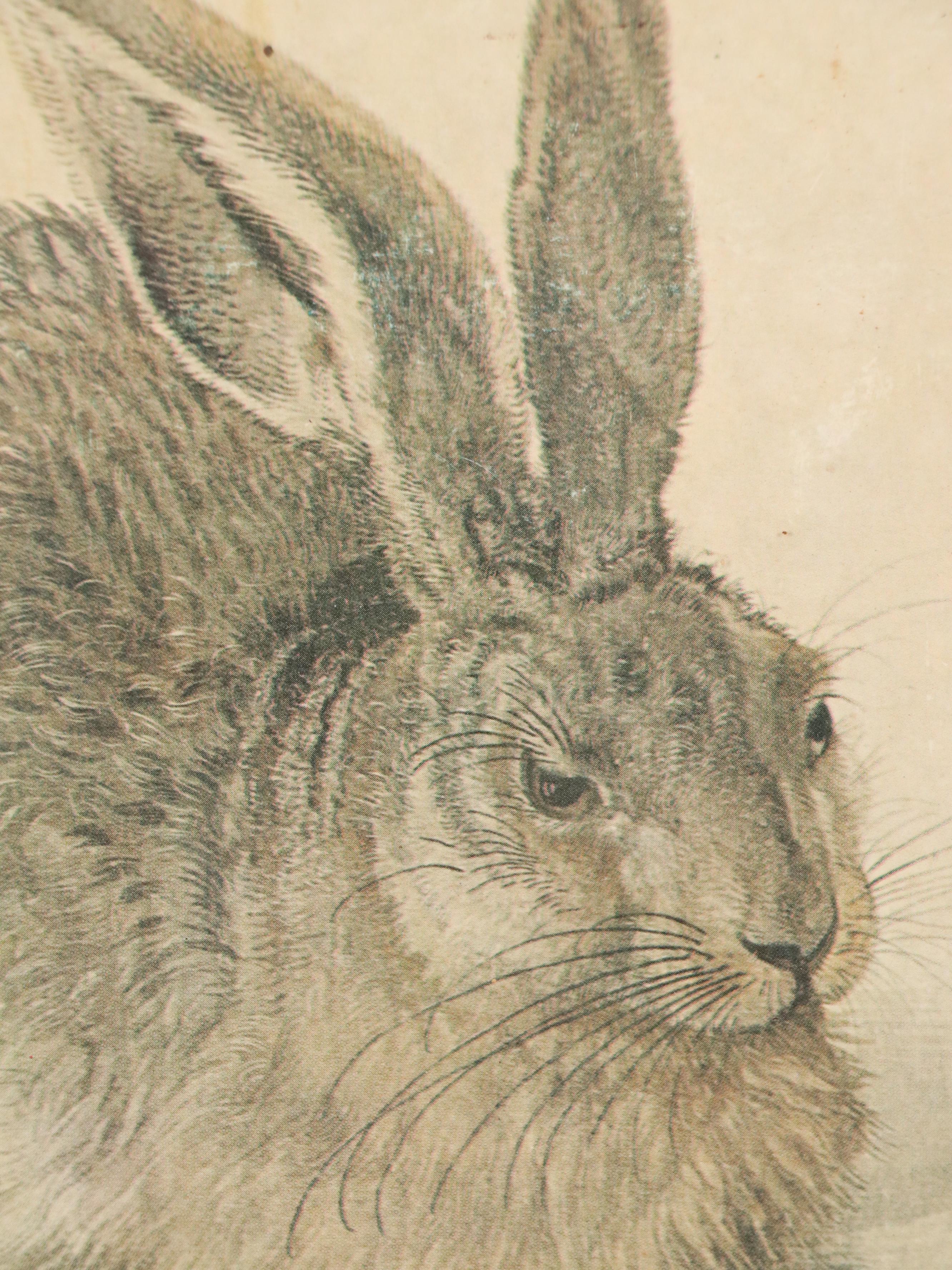 Offset Lithograph After Albrecht Dürer "Rabbit," 20th Century