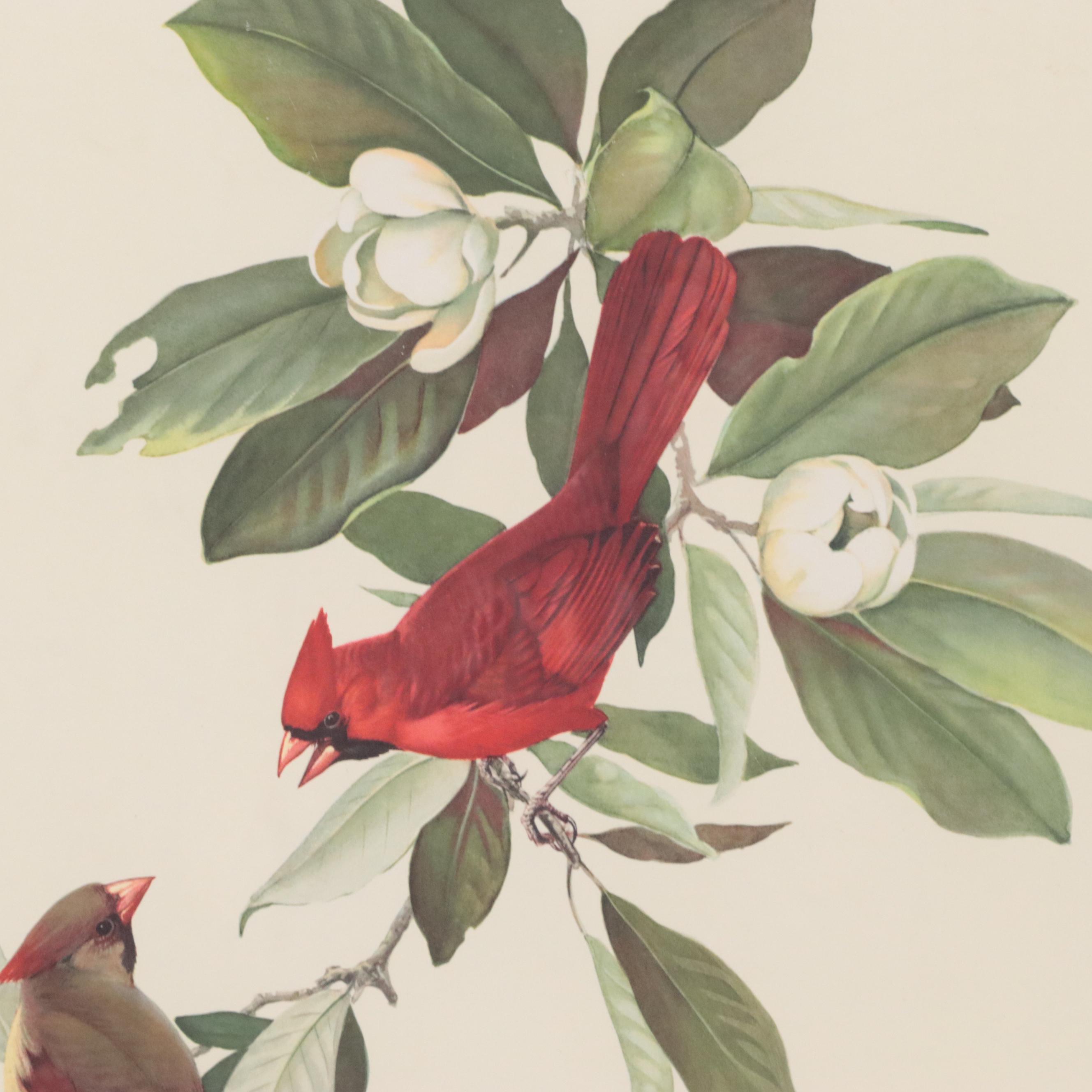Lithograph After Roger Tory Peterson "Cardinal"
