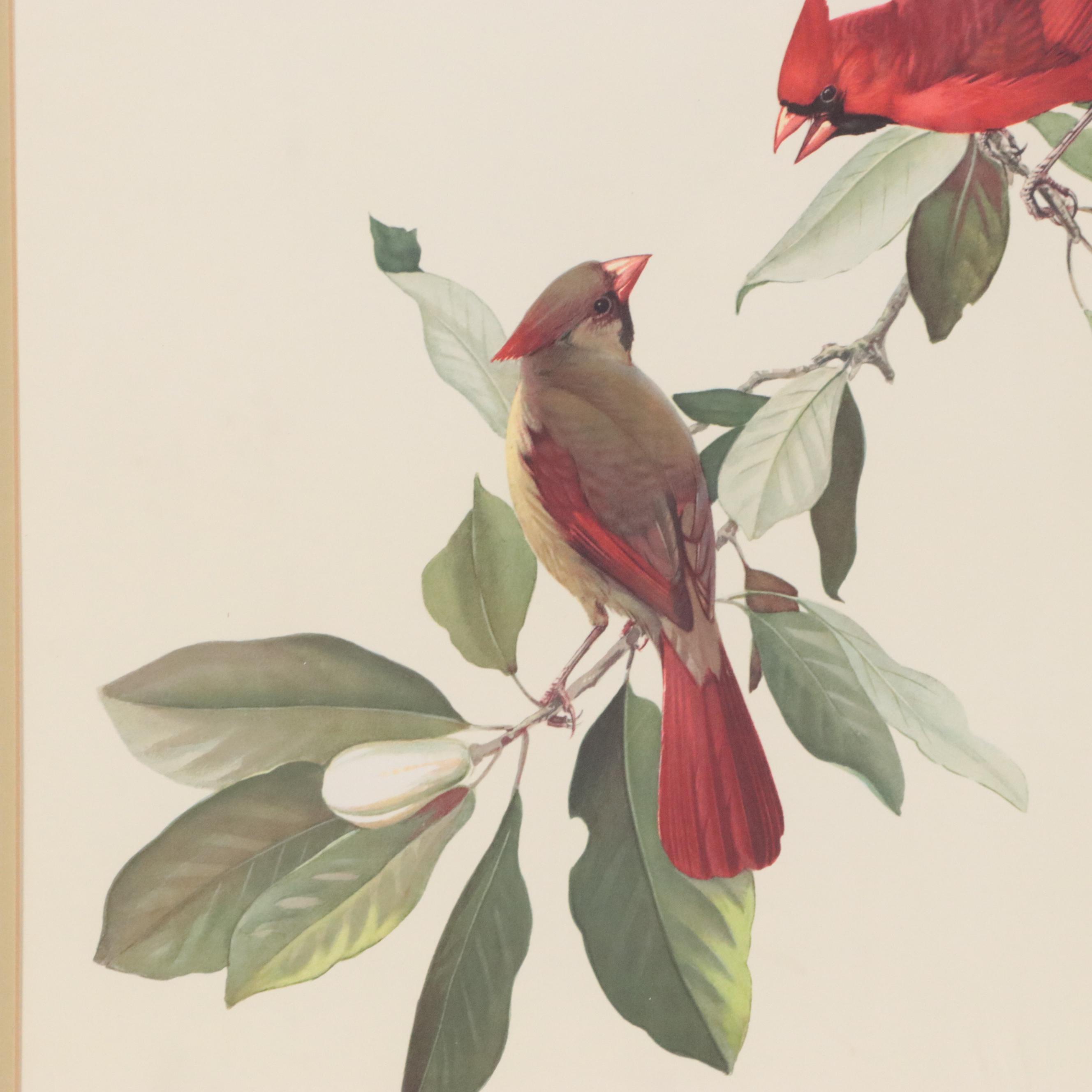 Lithograph After Roger Tory Peterson "Cardinal"