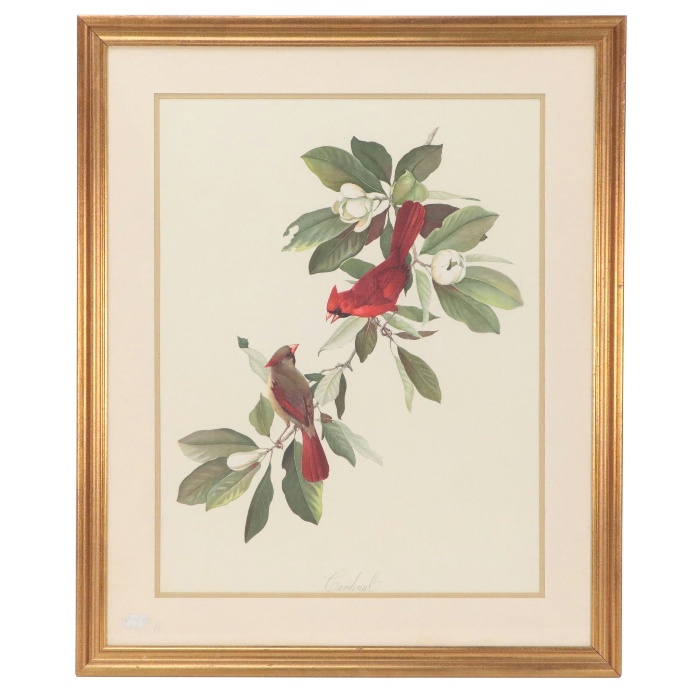 Lithograph After Roger Tory Peterson "Cardinal"