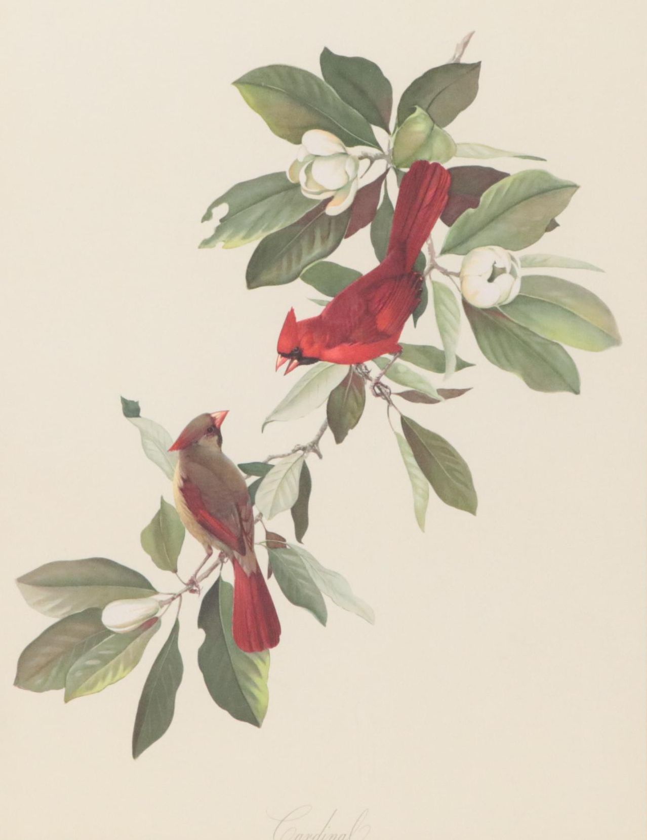 Lithograph After Roger Tory Peterson "Cardinal"