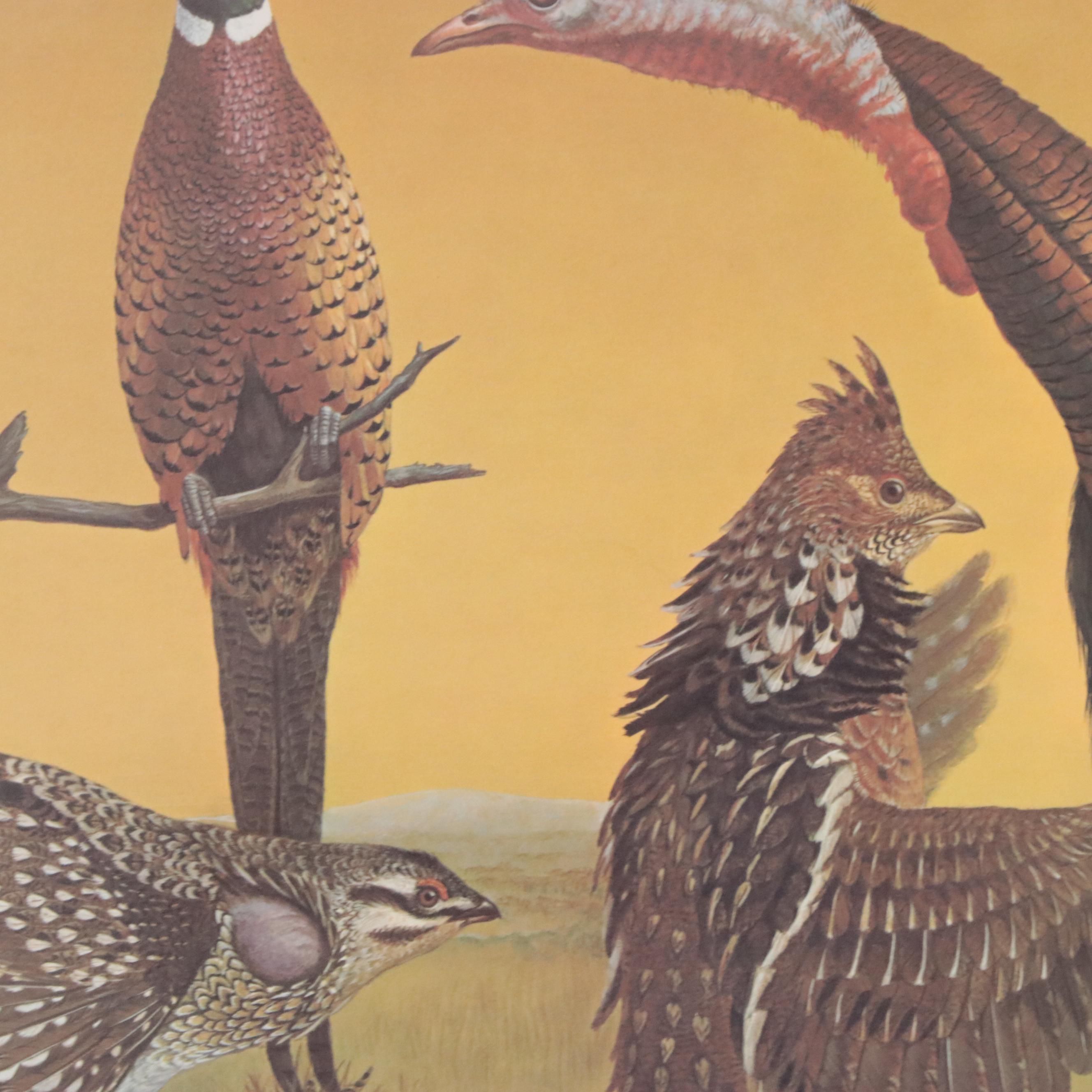 Ray Harm Offset Lithograph of American Birds, Circa 1970