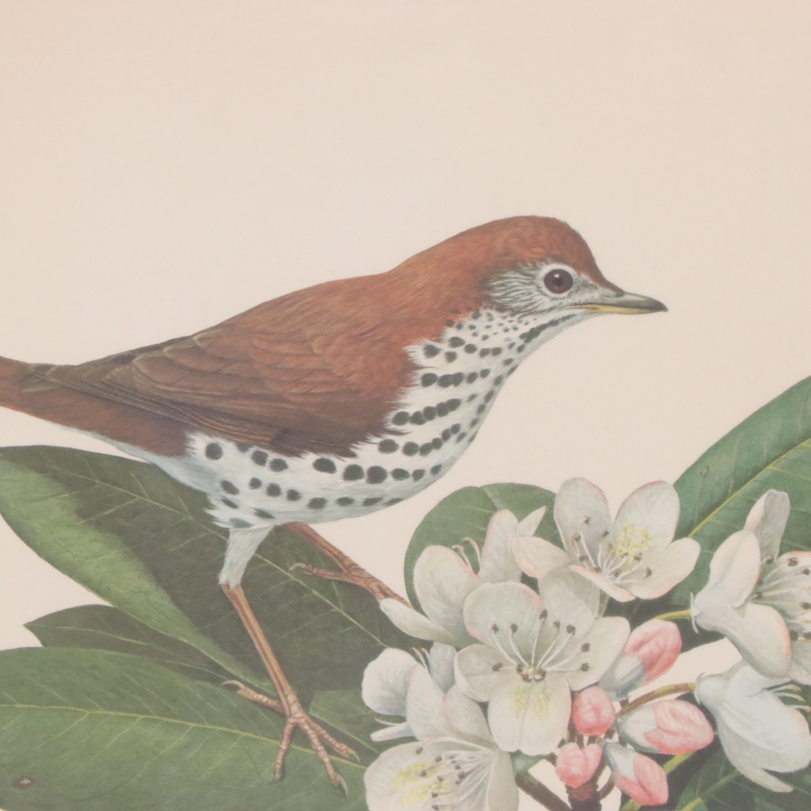Ray Harm Offset Lithograph "Wood Thrush," Circa 1960