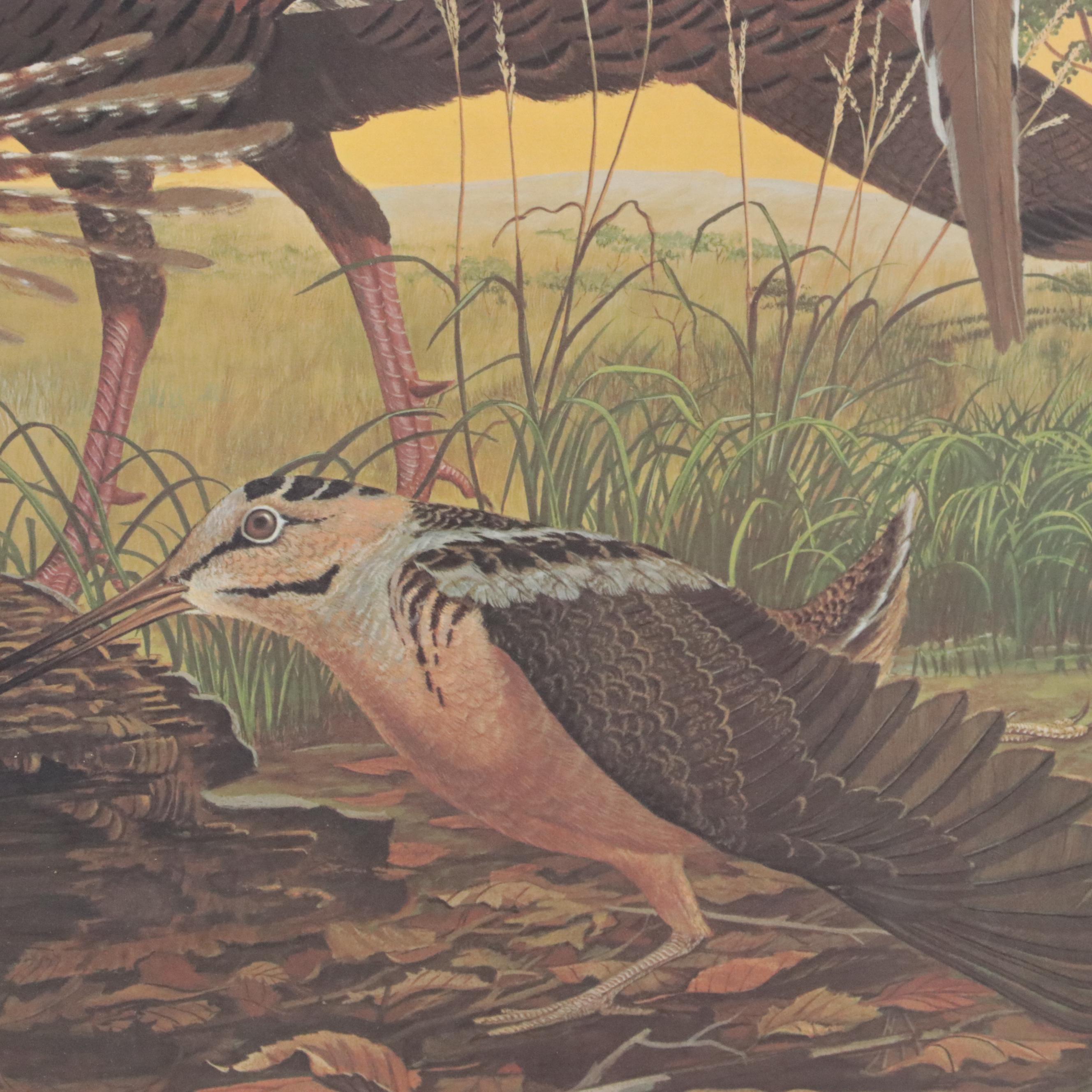 Ray Harm Offset Lithograph of American Birds, Circa 1970