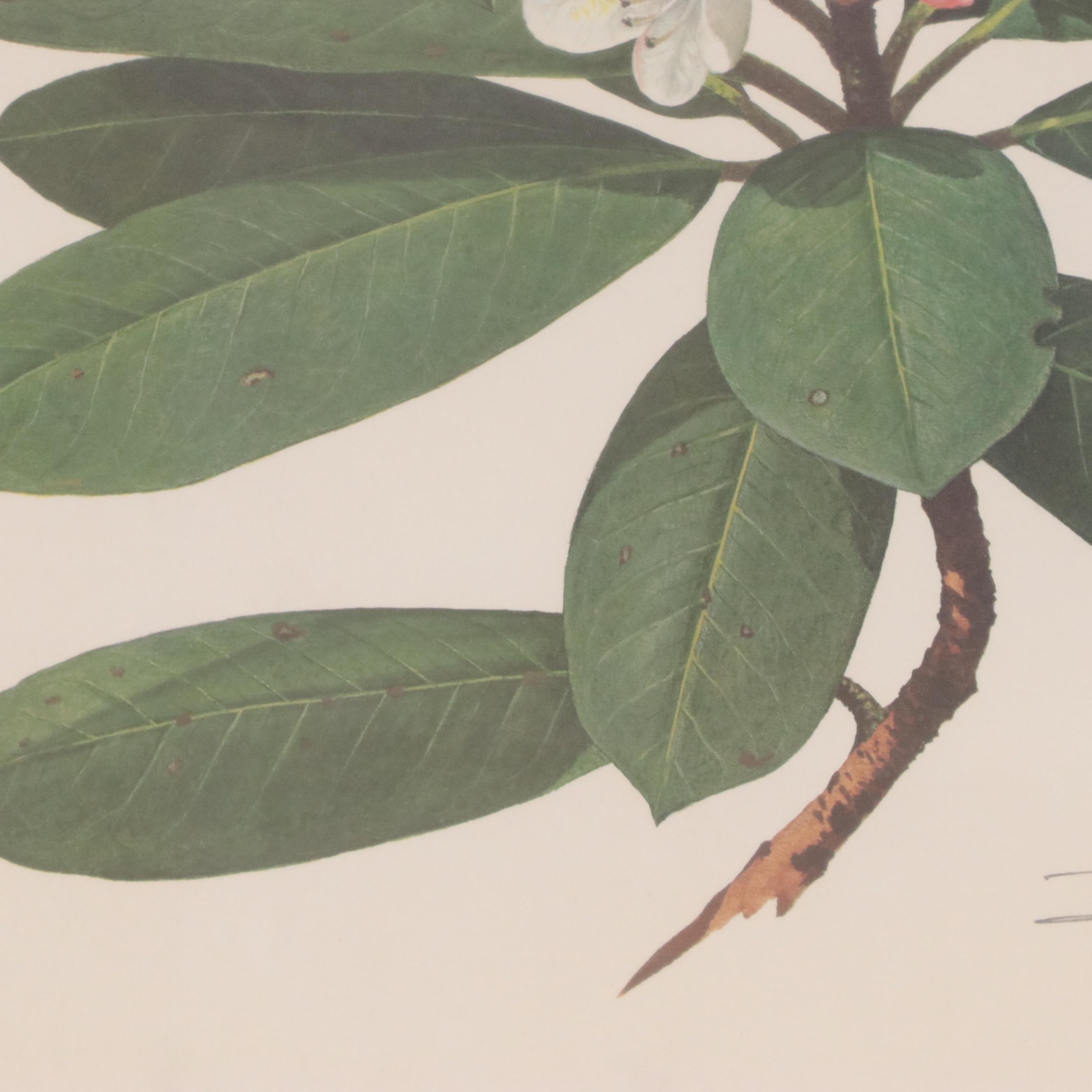 Ray Harm Offset Lithograph "Wood Thrush," Circa 1960