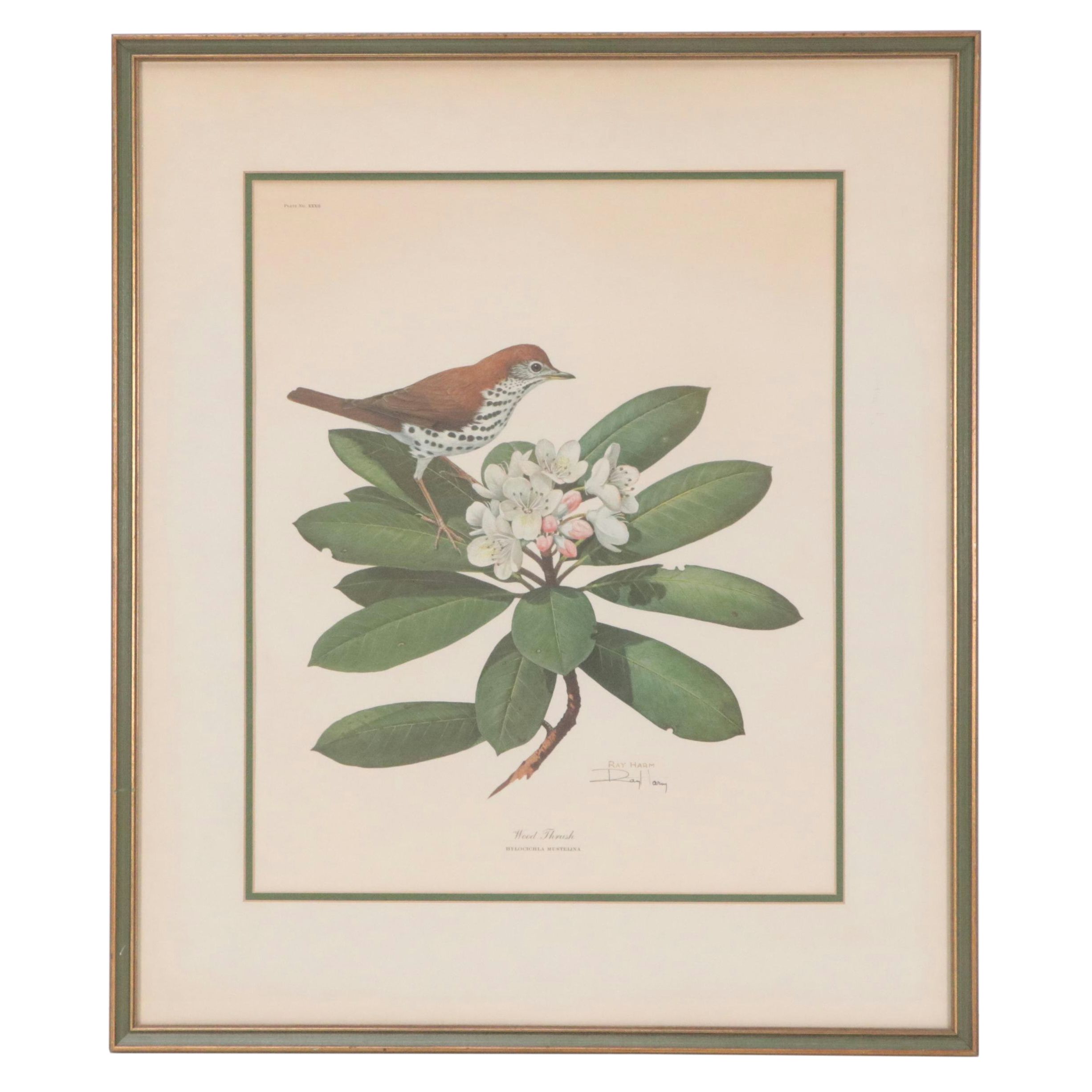 Ray Harm Offset Lithograph "Wood Thrush," Circa 1960