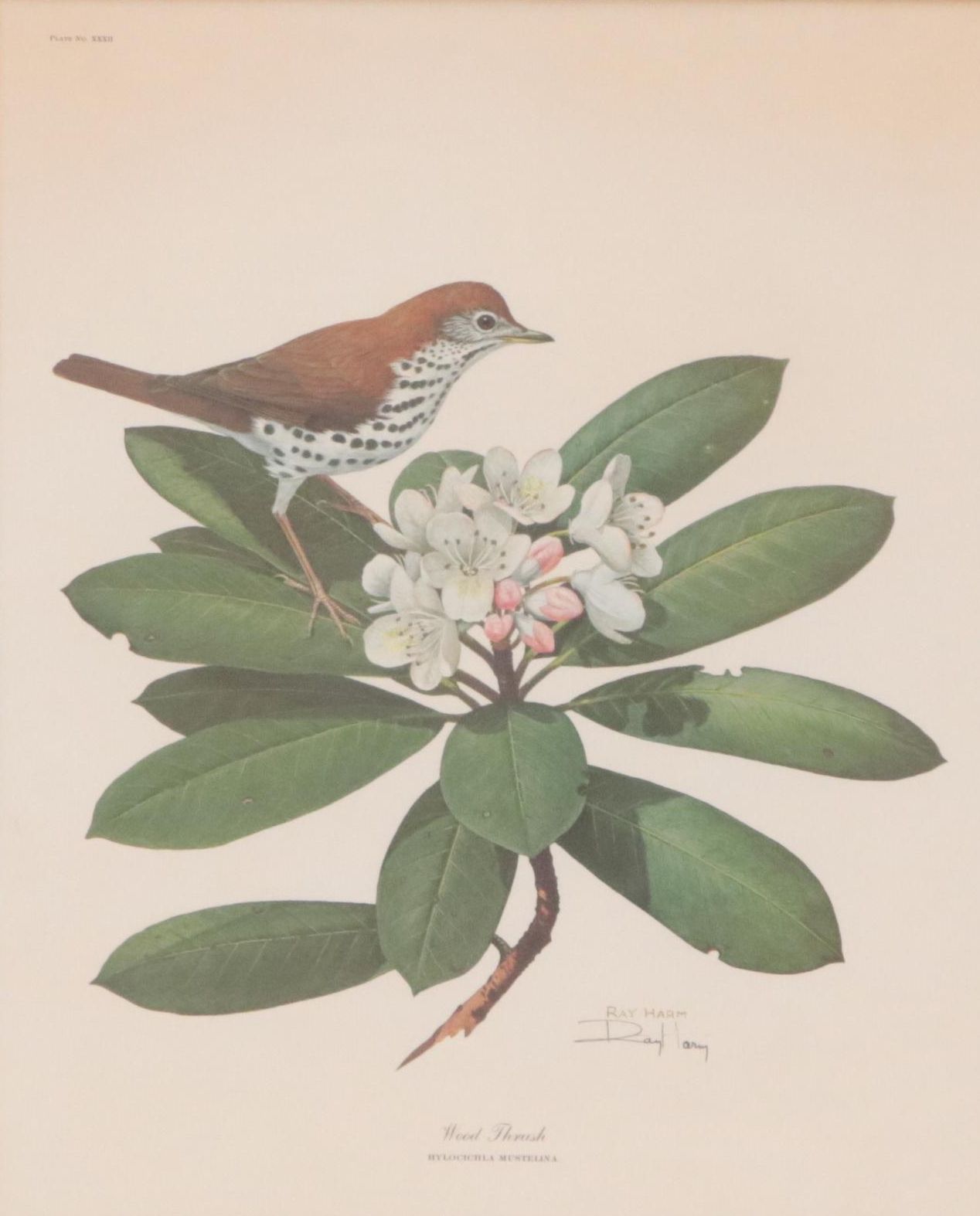 Ray Harm Offset Lithograph "Wood Thrush," Circa 1960