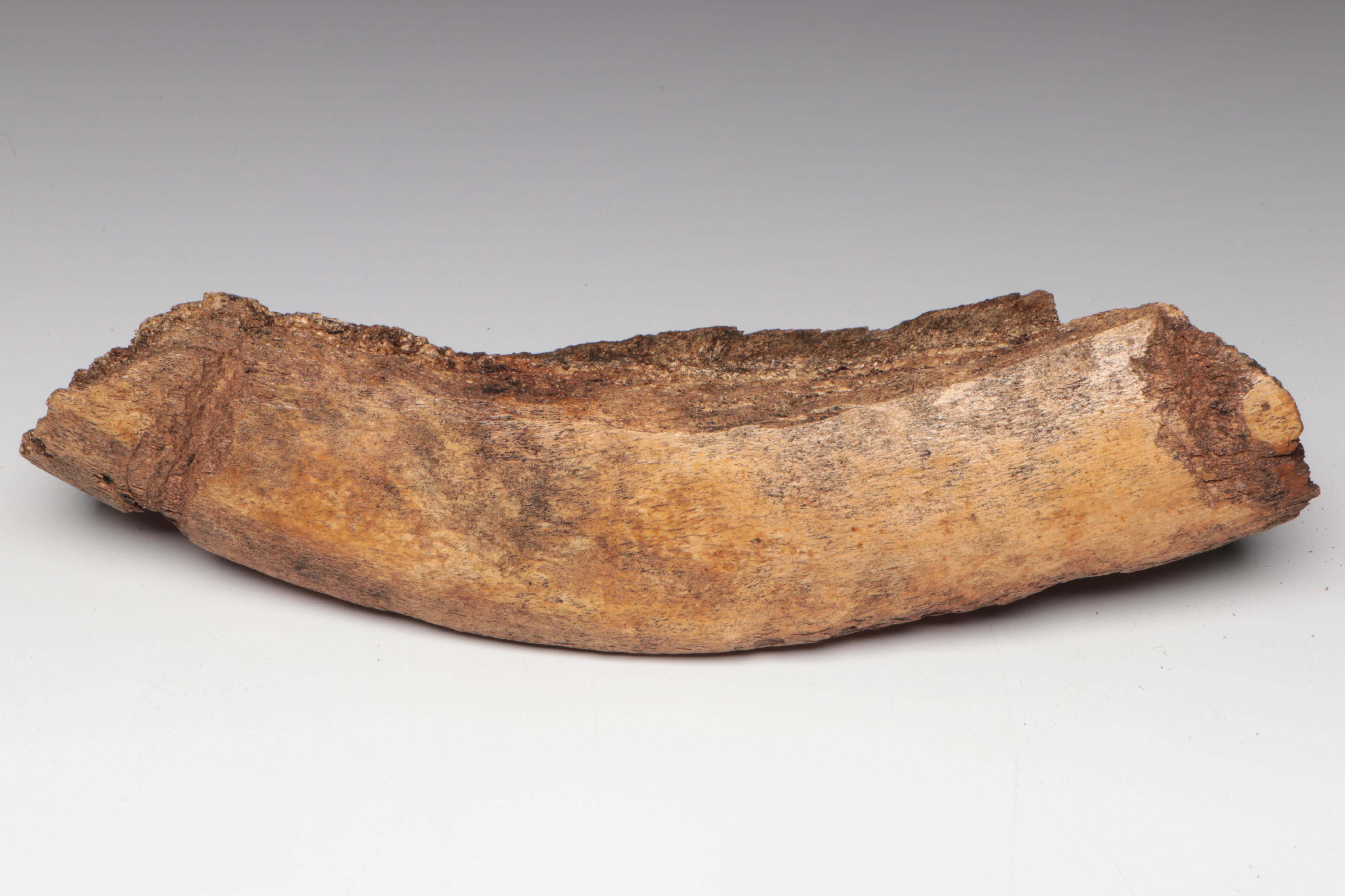 Fossilized Mastodon and Mammoth Bone Collection