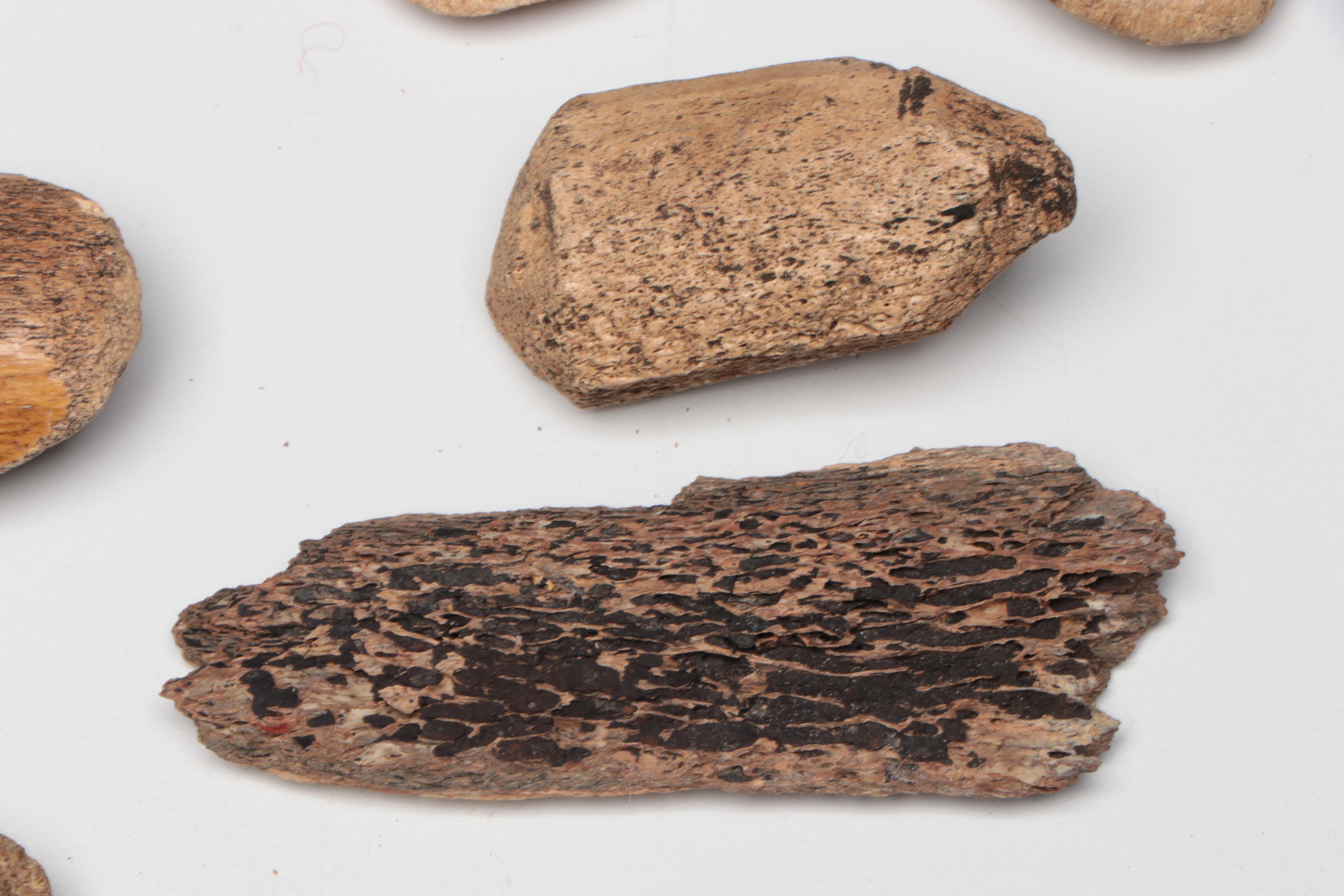 Fossilized Mastodon and Mammoth Bone Collection