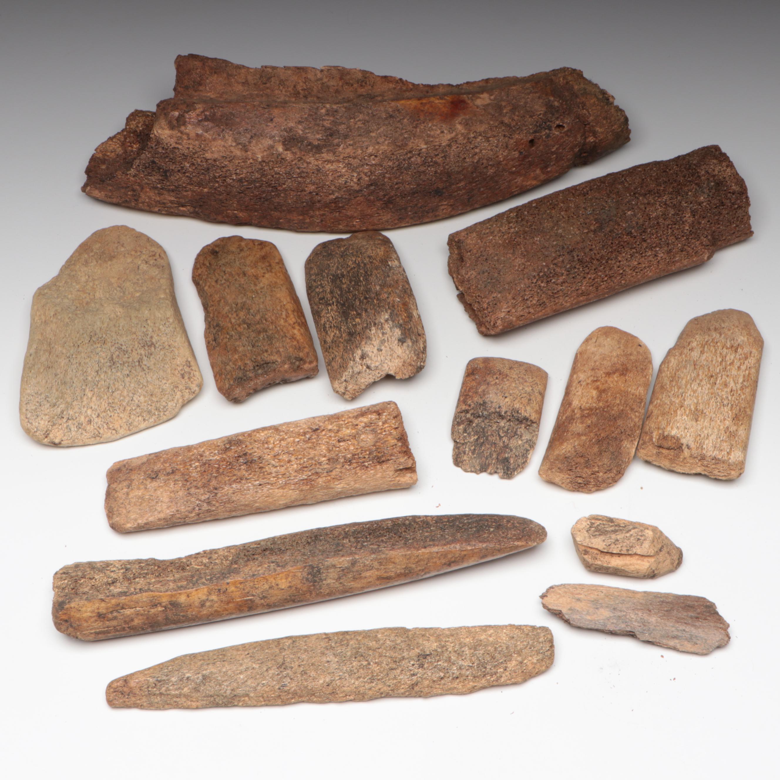 Fossilized Mastodon and Mammoth Bone Collection