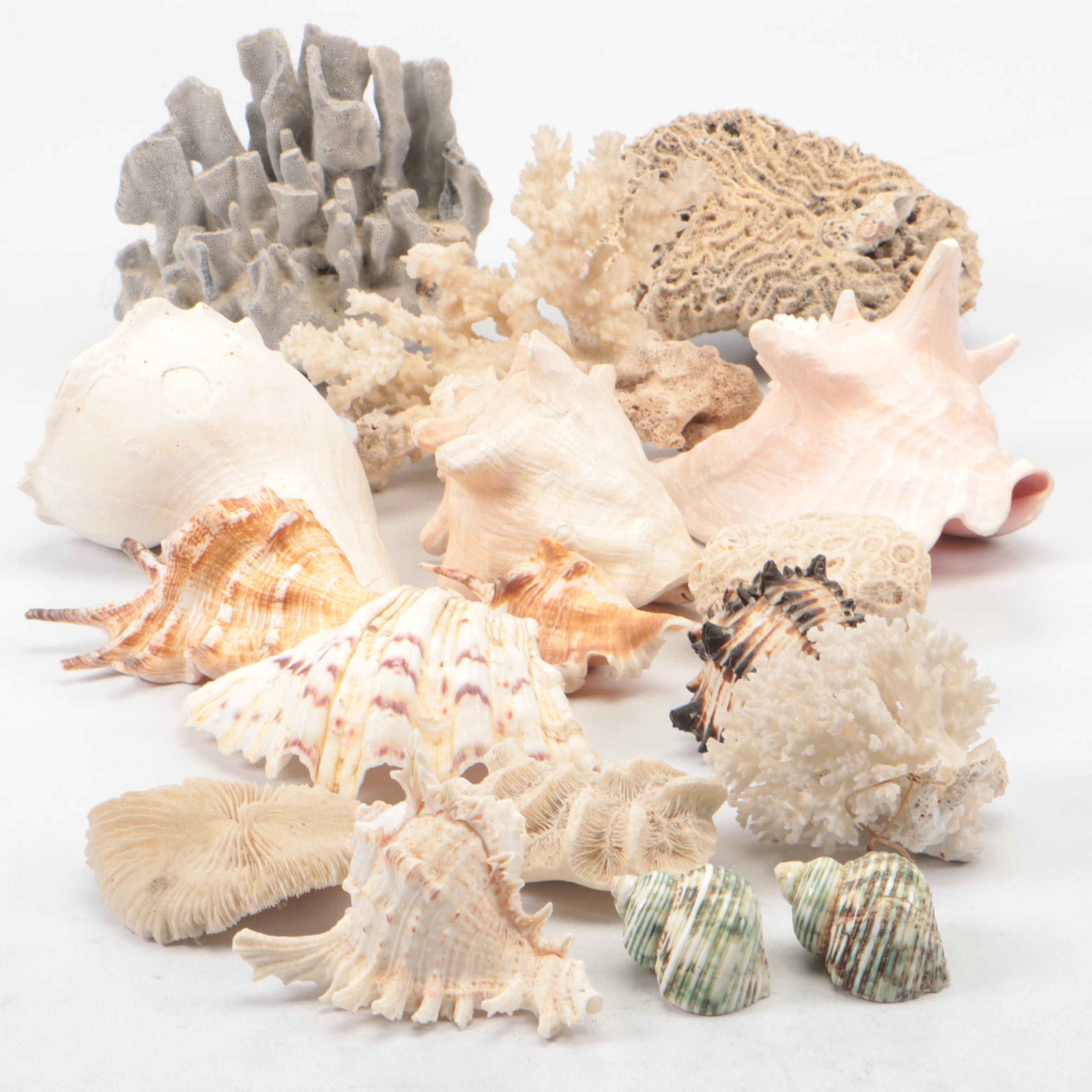 Spider Conch, Queen Conch, Blue Coral, Black Murex, Turbans, Ruffled Clam, More