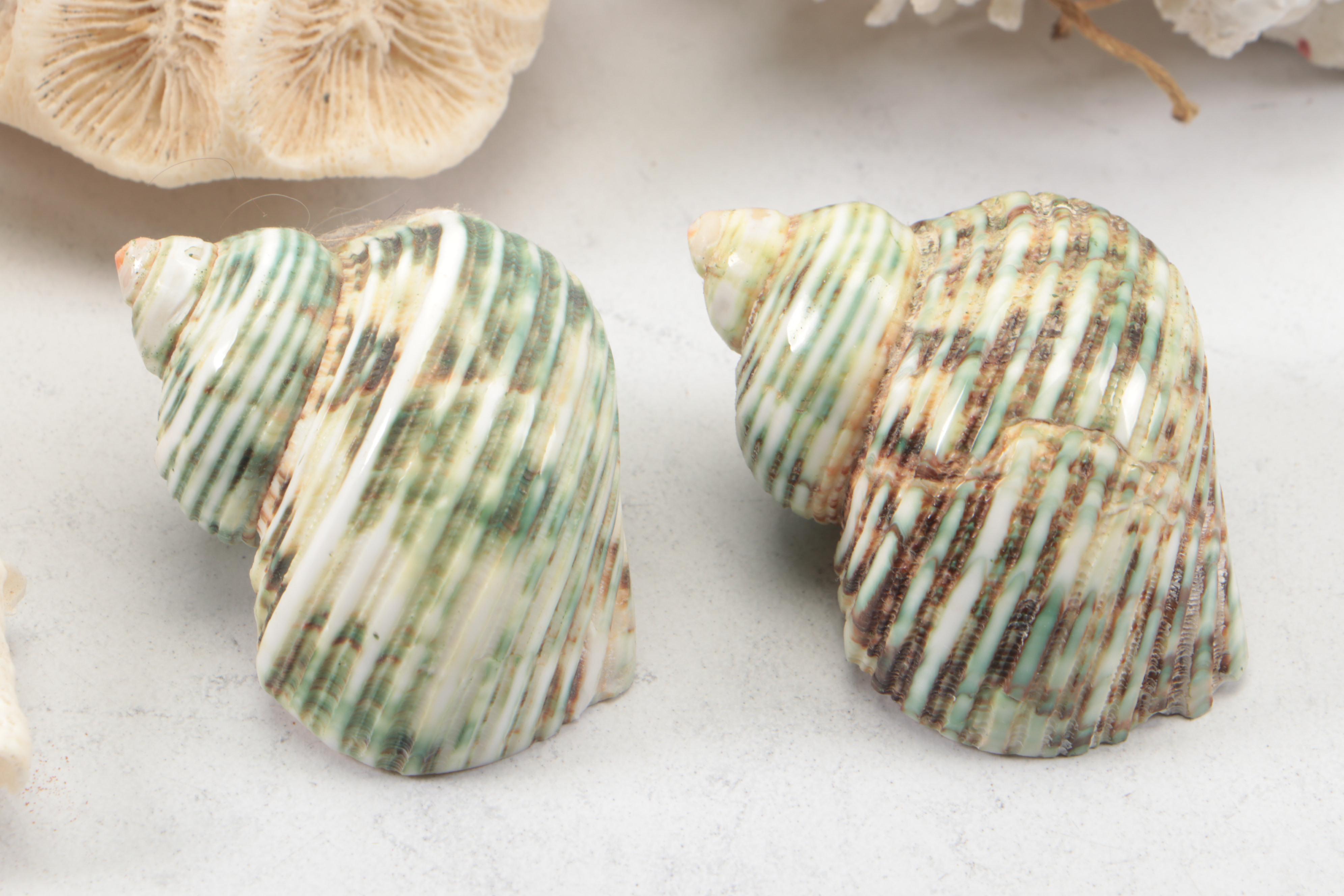 Spider Conch, Queen Conch, Blue Coral, Black Murex, Turbans, Ruffled Clam, More