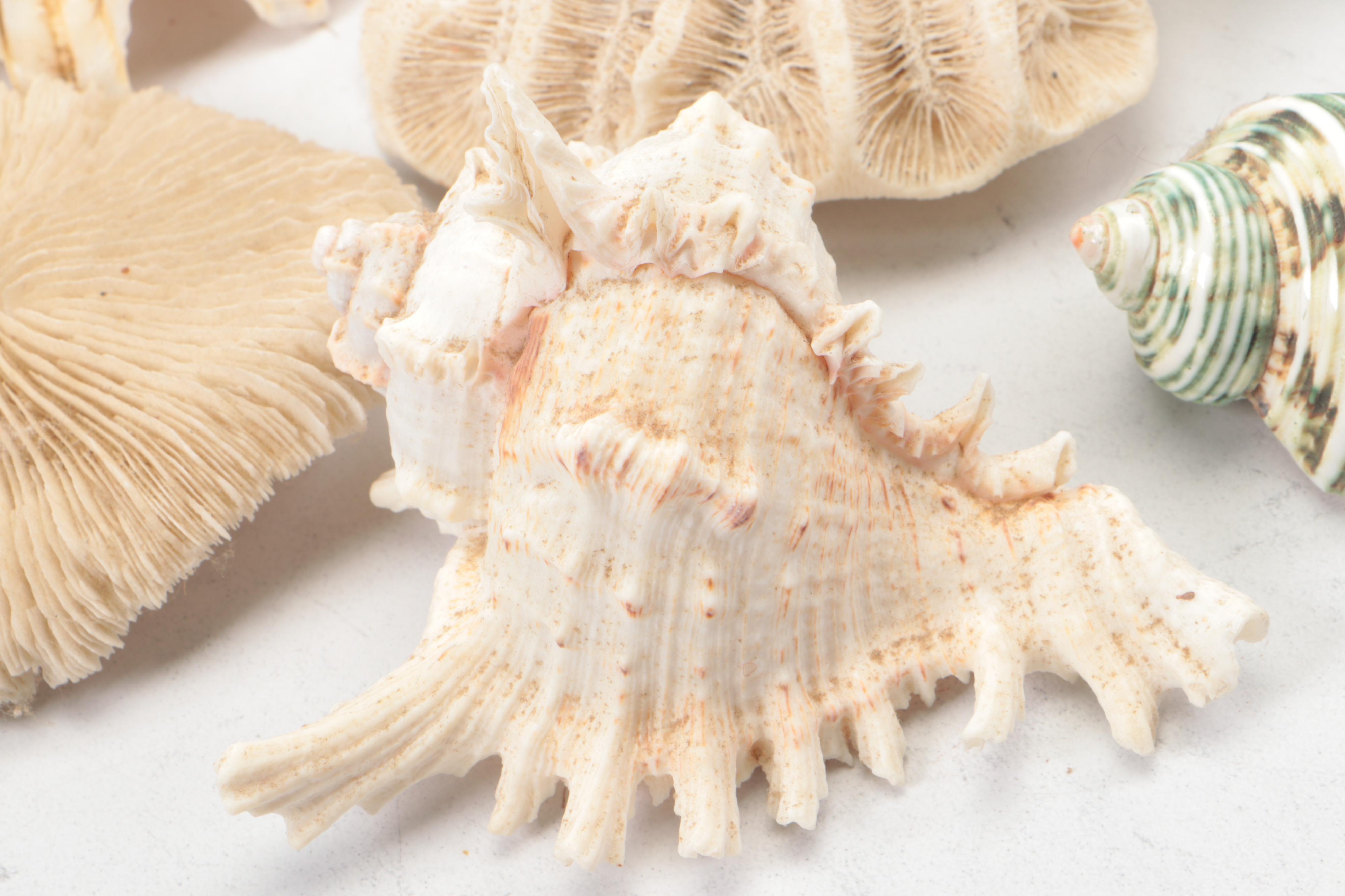 Spider Conch, Queen Conch, Blue Coral, Black Murex, Turbans, Ruffled Clam, More