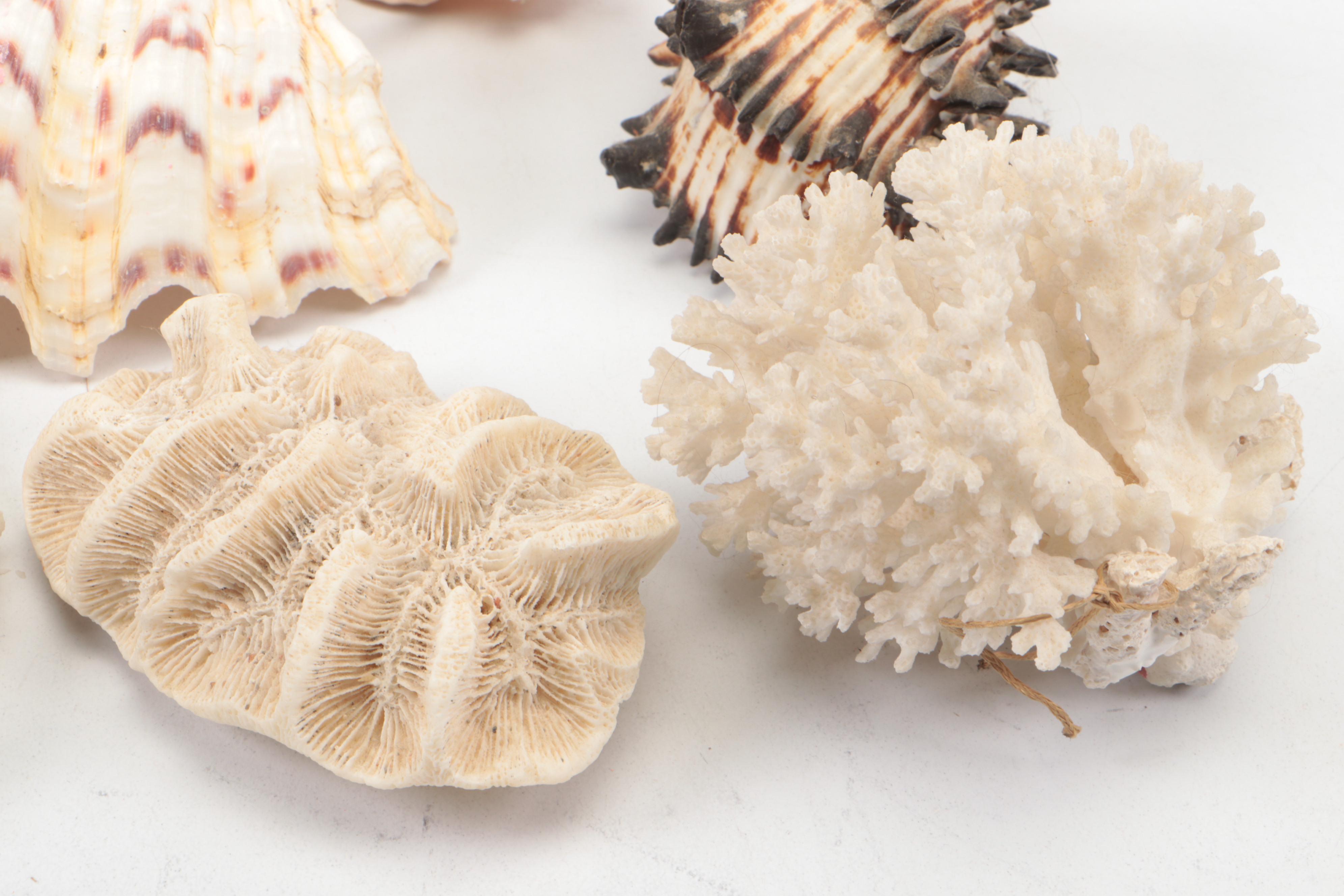 Spider Conch, Queen Conch, Blue Coral, Black Murex, Turbans, Ruffled Clam, More