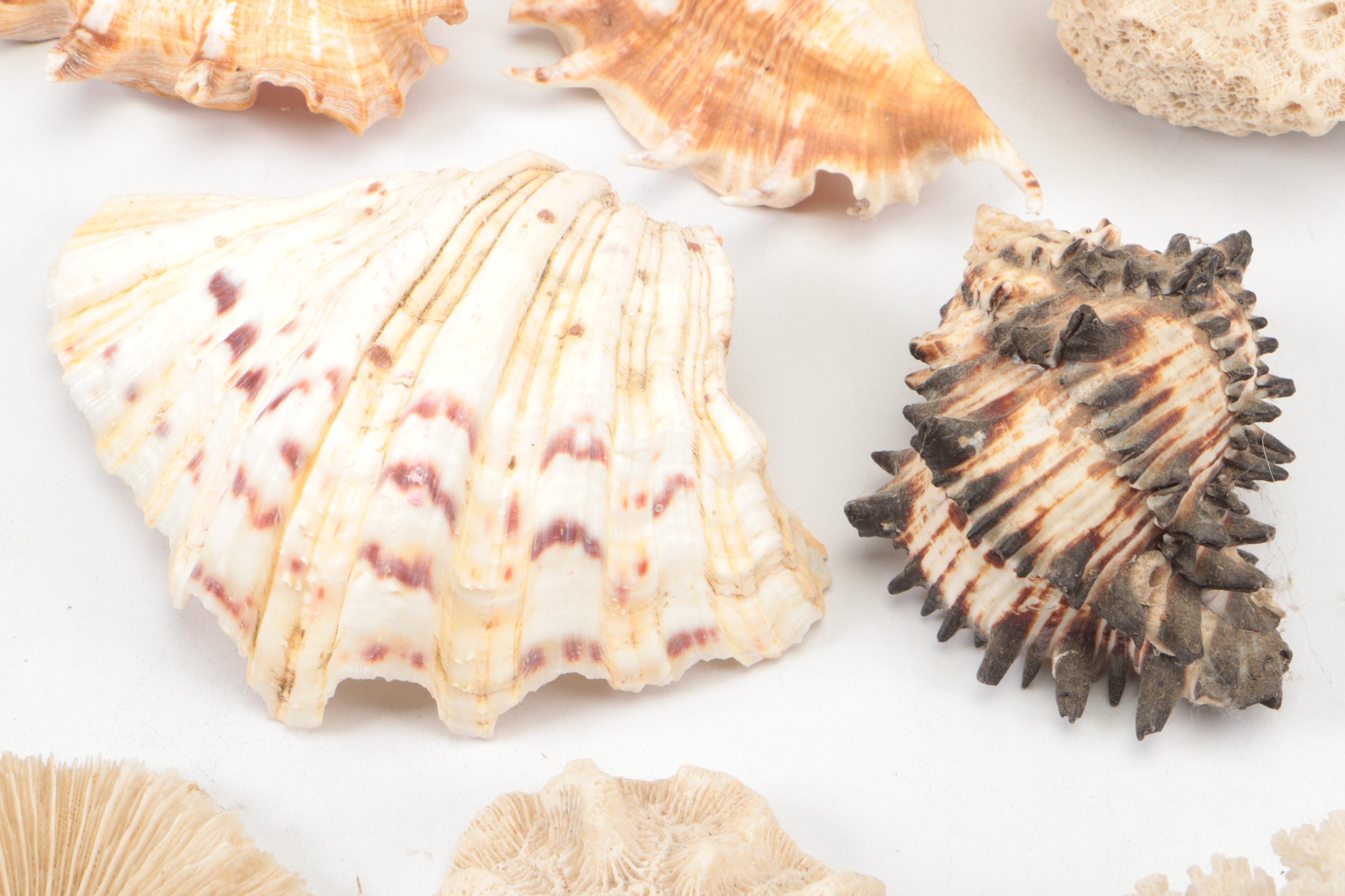 Spider Conch, Queen Conch, Blue Coral, Black Murex, Turbans, Ruffled Clam, More