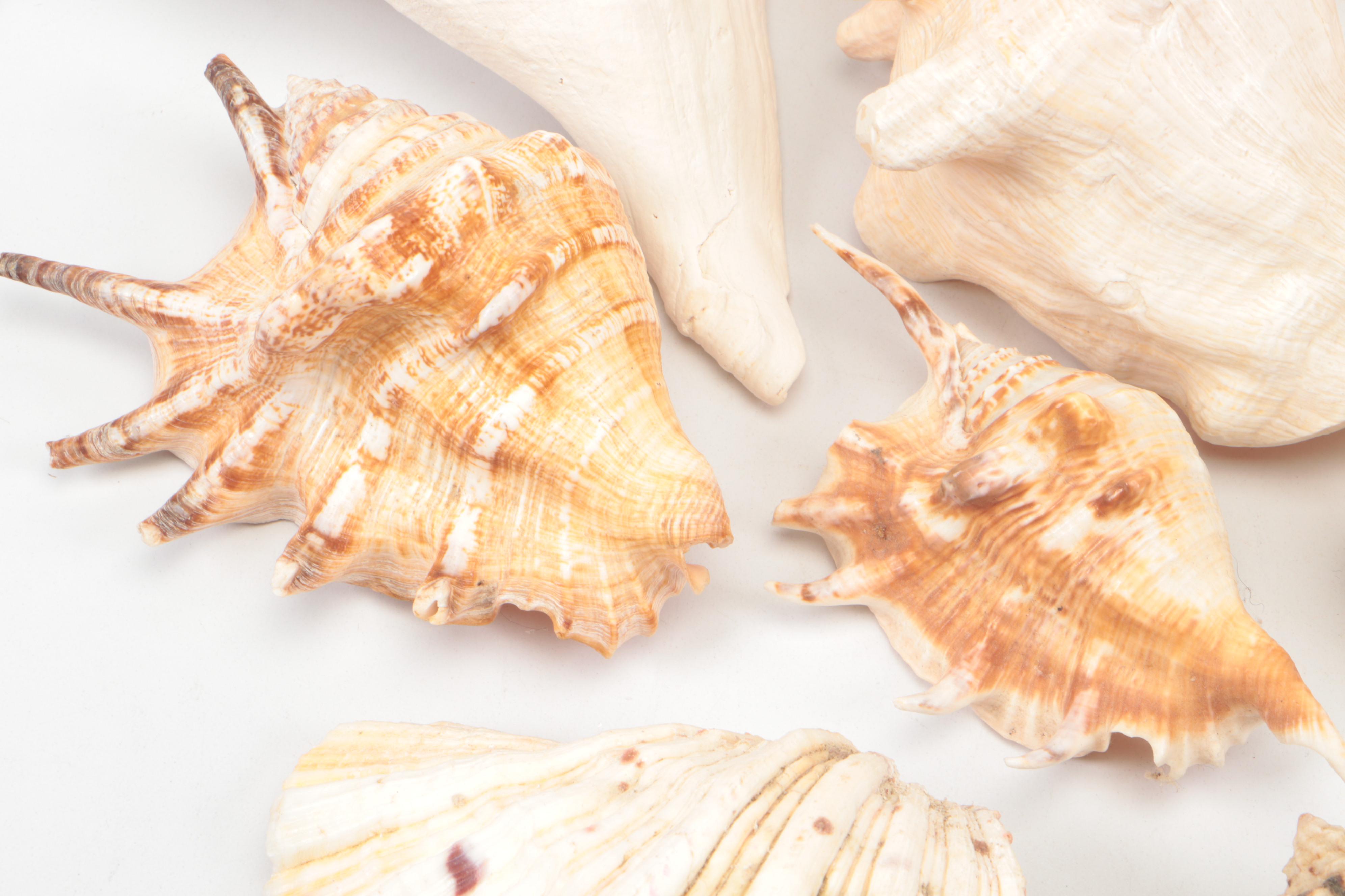 Spider Conch, Queen Conch, Blue Coral, Black Murex, Turbans, Ruffled Clam, More