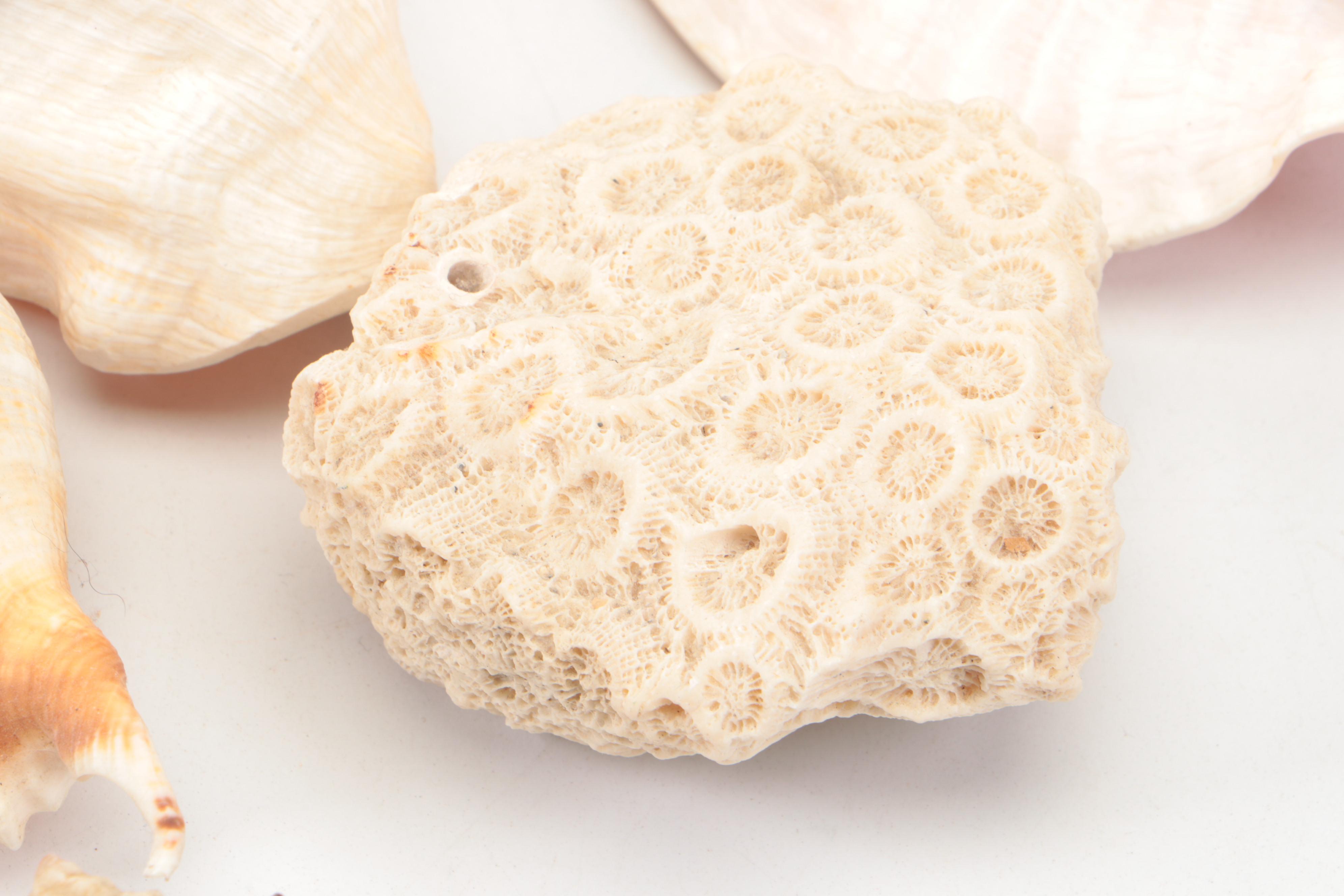 Spider Conch, Queen Conch, Blue Coral, Black Murex, Turbans, Ruffled Clam, More