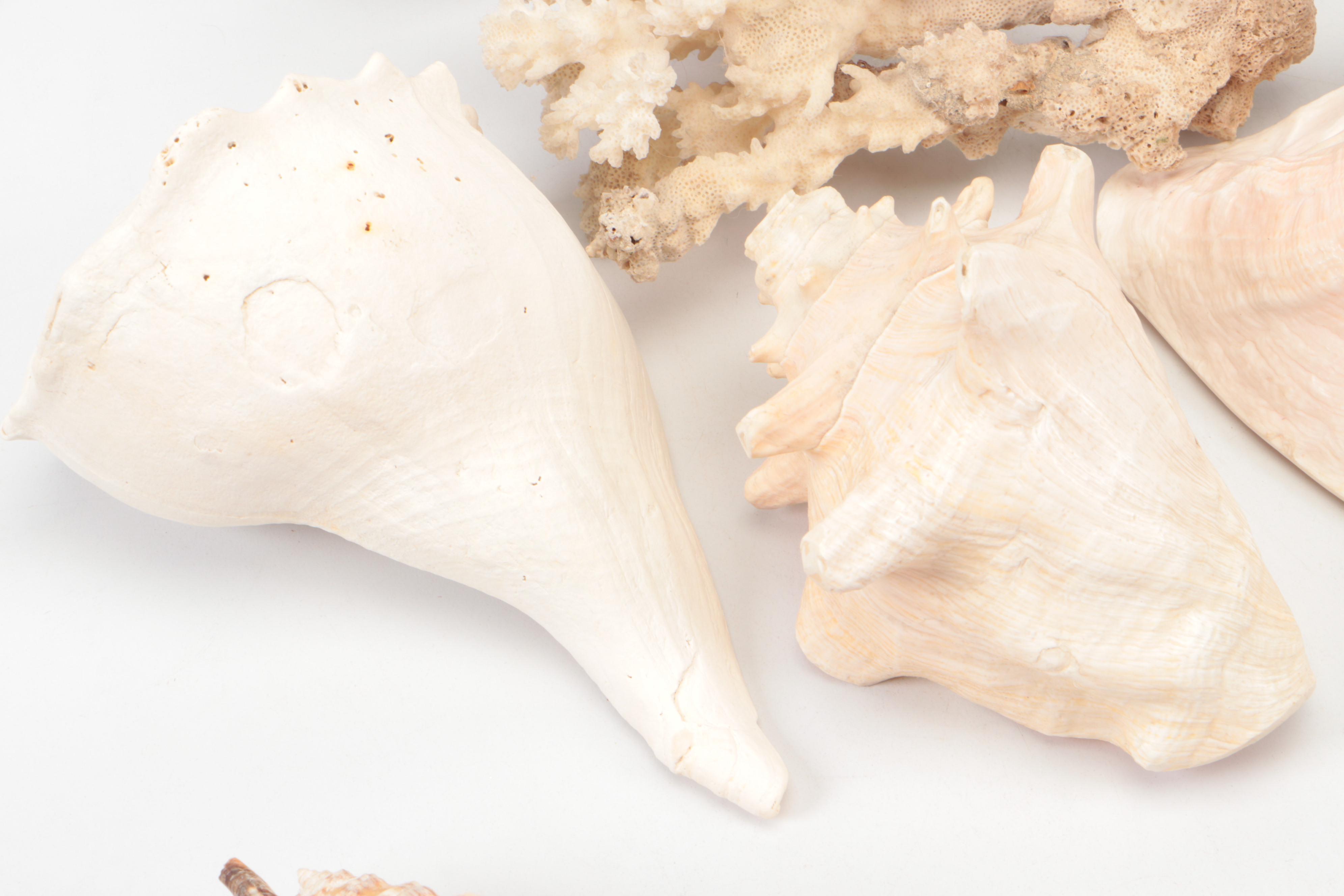 Spider Conch, Queen Conch, Blue Coral, Black Murex, Turbans, Ruffled Clam, More