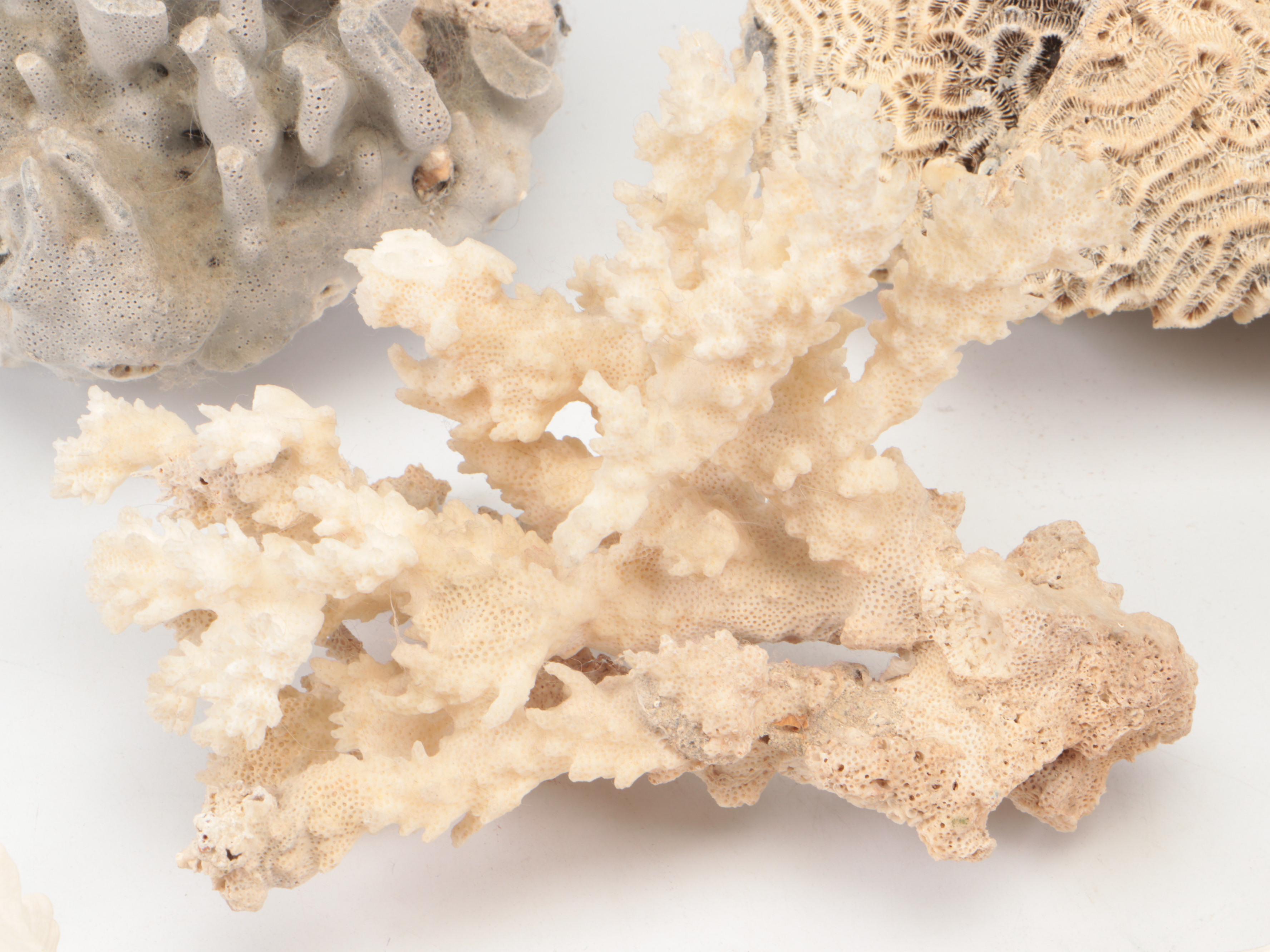 Spider Conch, Queen Conch, Blue Coral, Black Murex, Turbans, Ruffled Clam, More