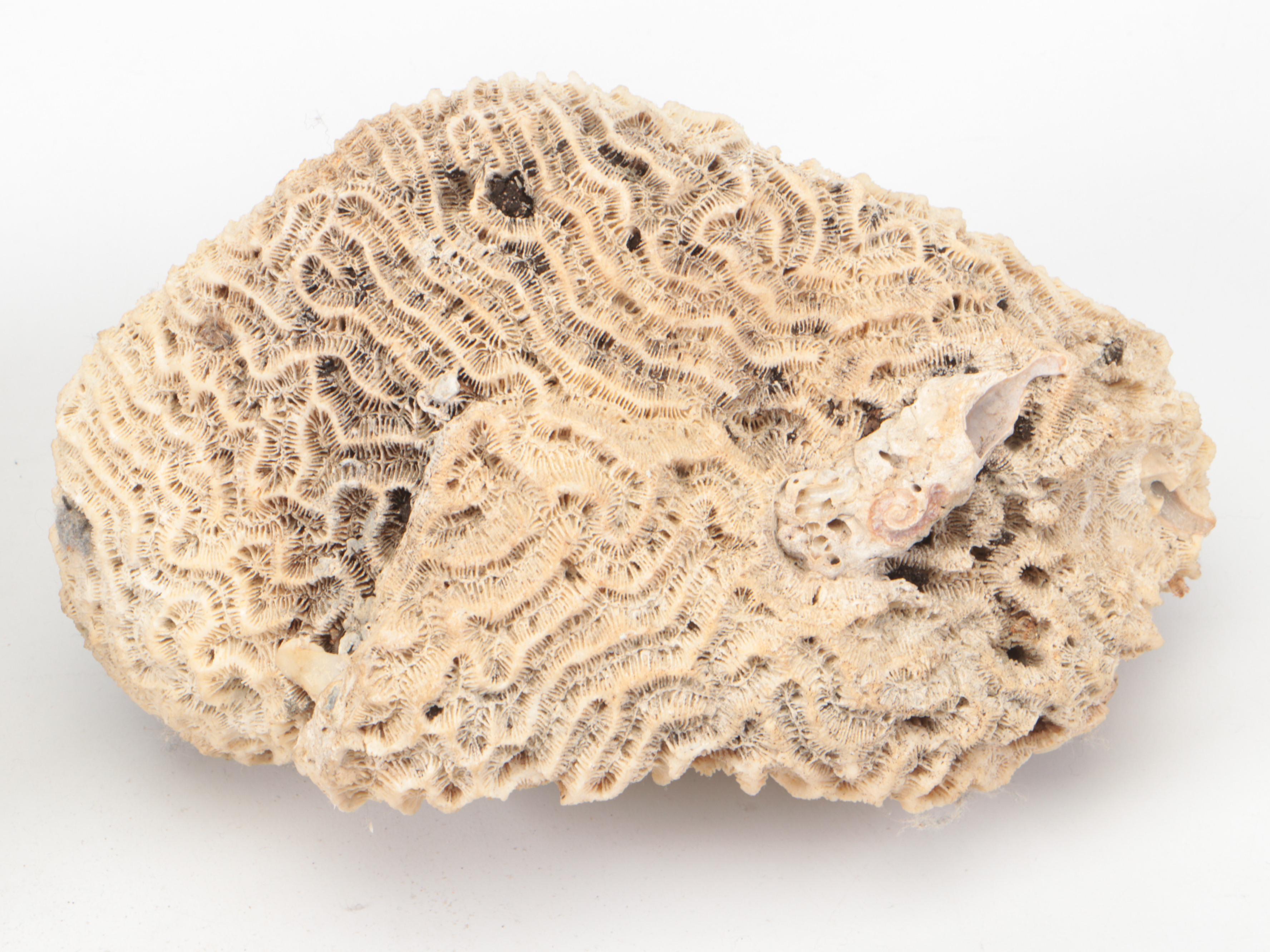 Spider Conch, Queen Conch, Blue Coral, Black Murex, Turbans, Ruffled Clam, More