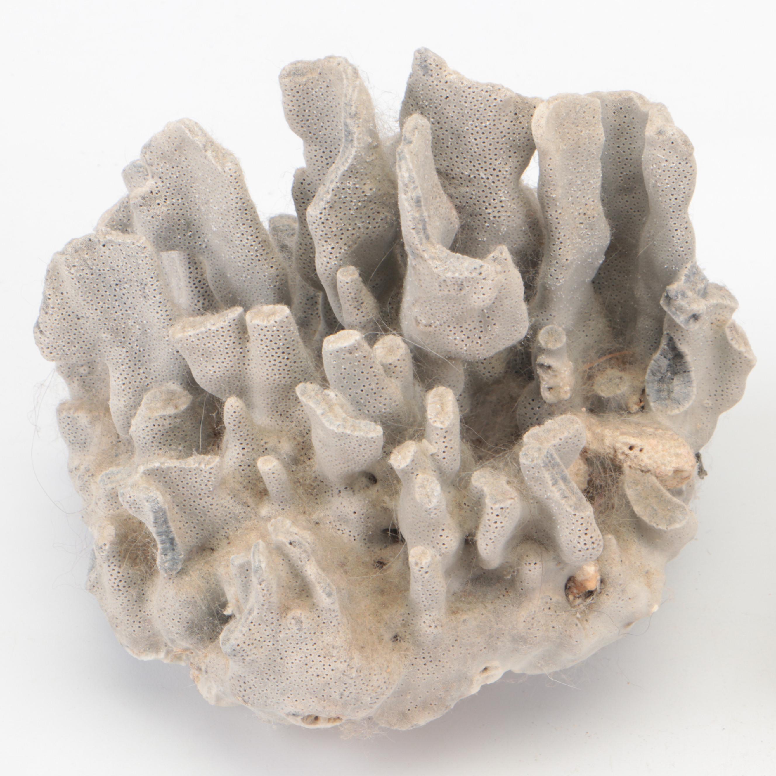 Spider Conch, Queen Conch, Blue Coral, Black Murex, Turbans, Ruffled Clam, More