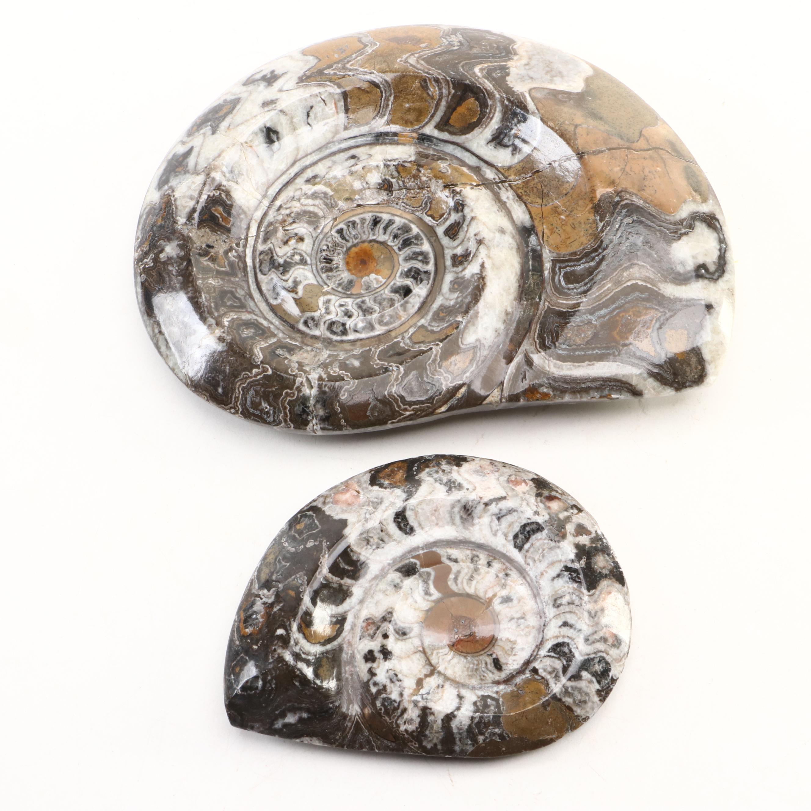 Moroccan Polished Ammonite Fossil Specimens