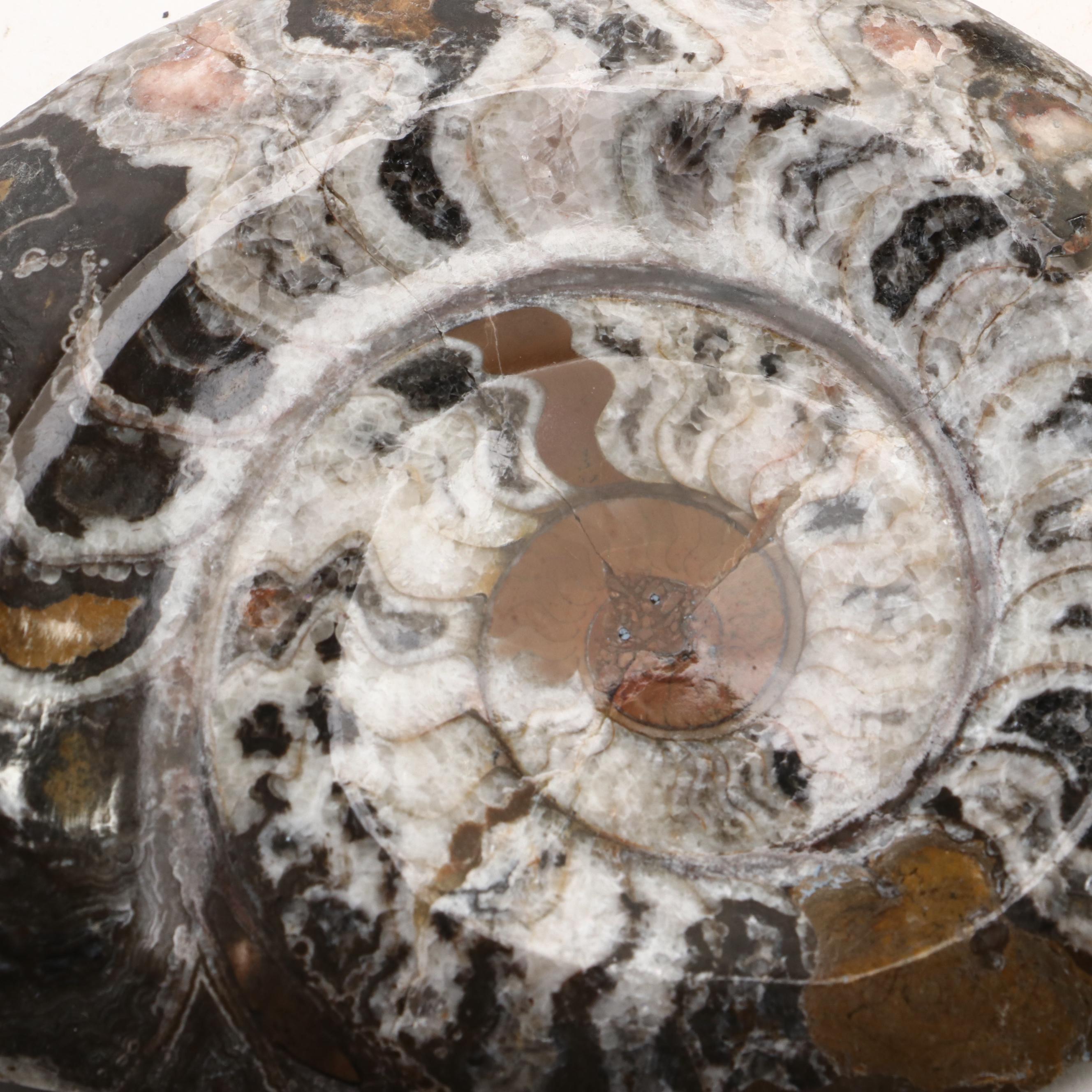 Moroccan Polished Ammonite Fossil Specimens