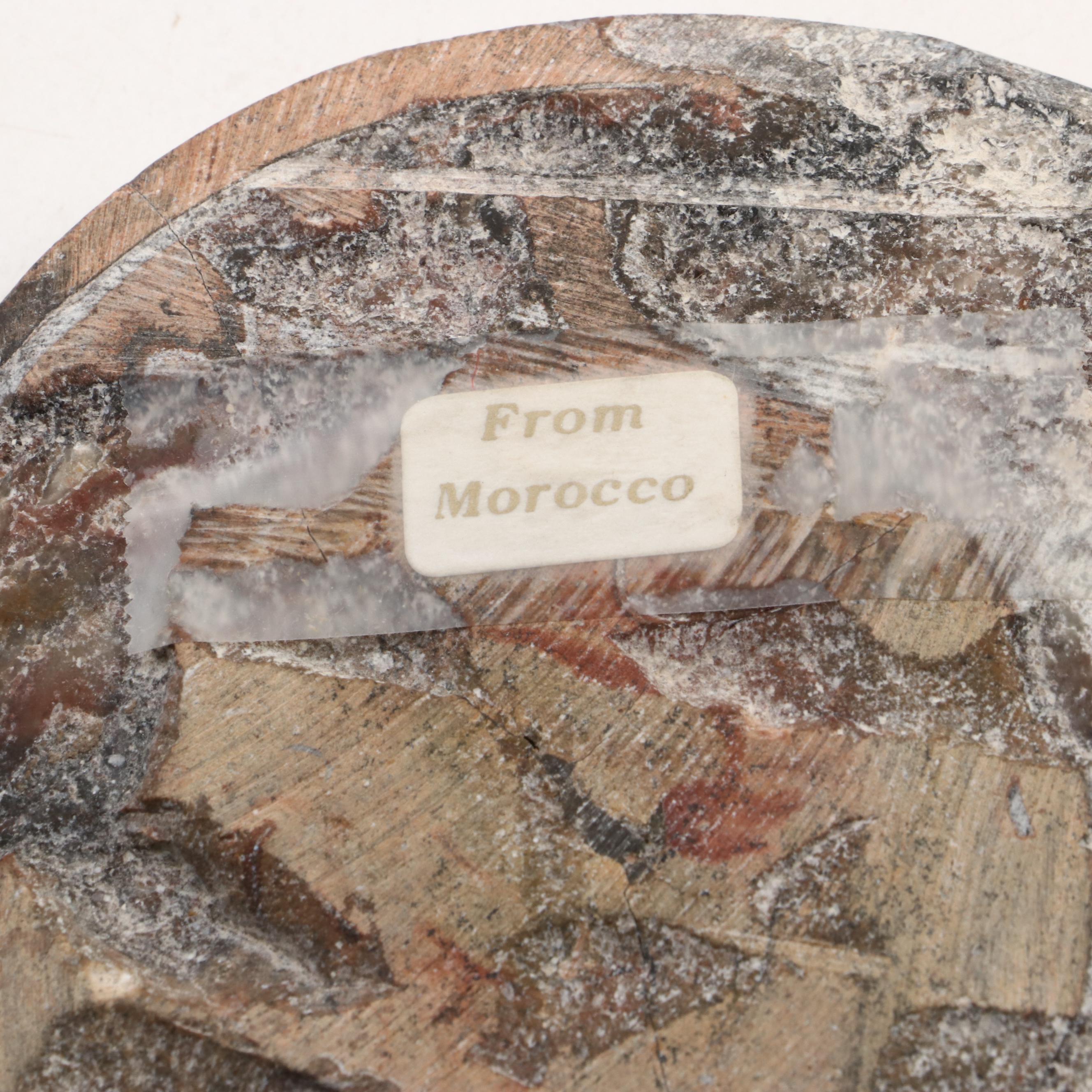 Moroccan Polished Ammonite Fossil Specimens