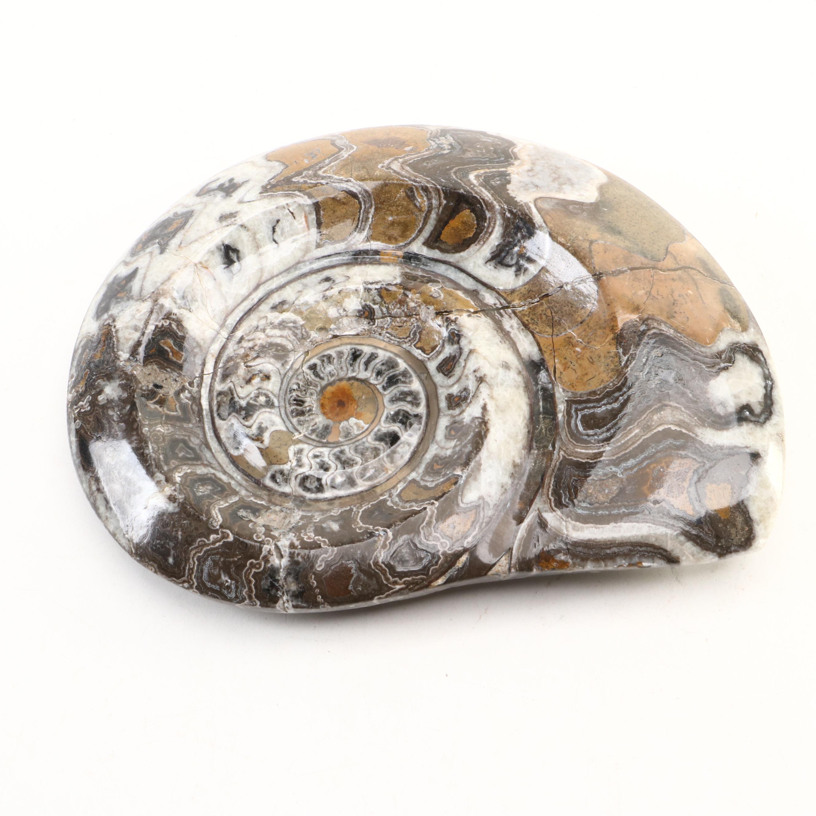 Moroccan Polished Ammonite Fossil Specimens