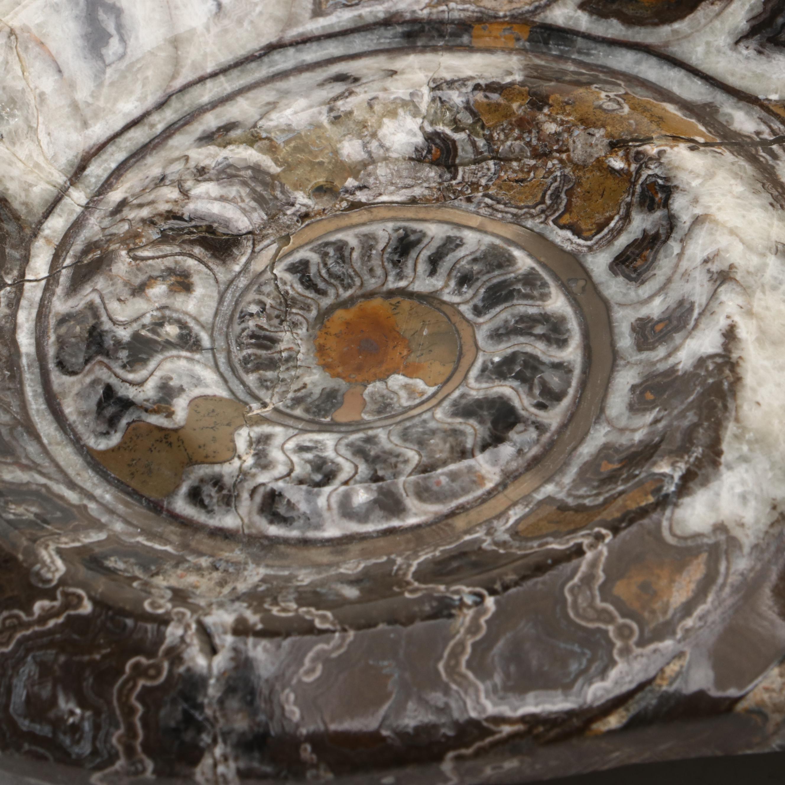 Moroccan Polished Ammonite Fossil Specimens