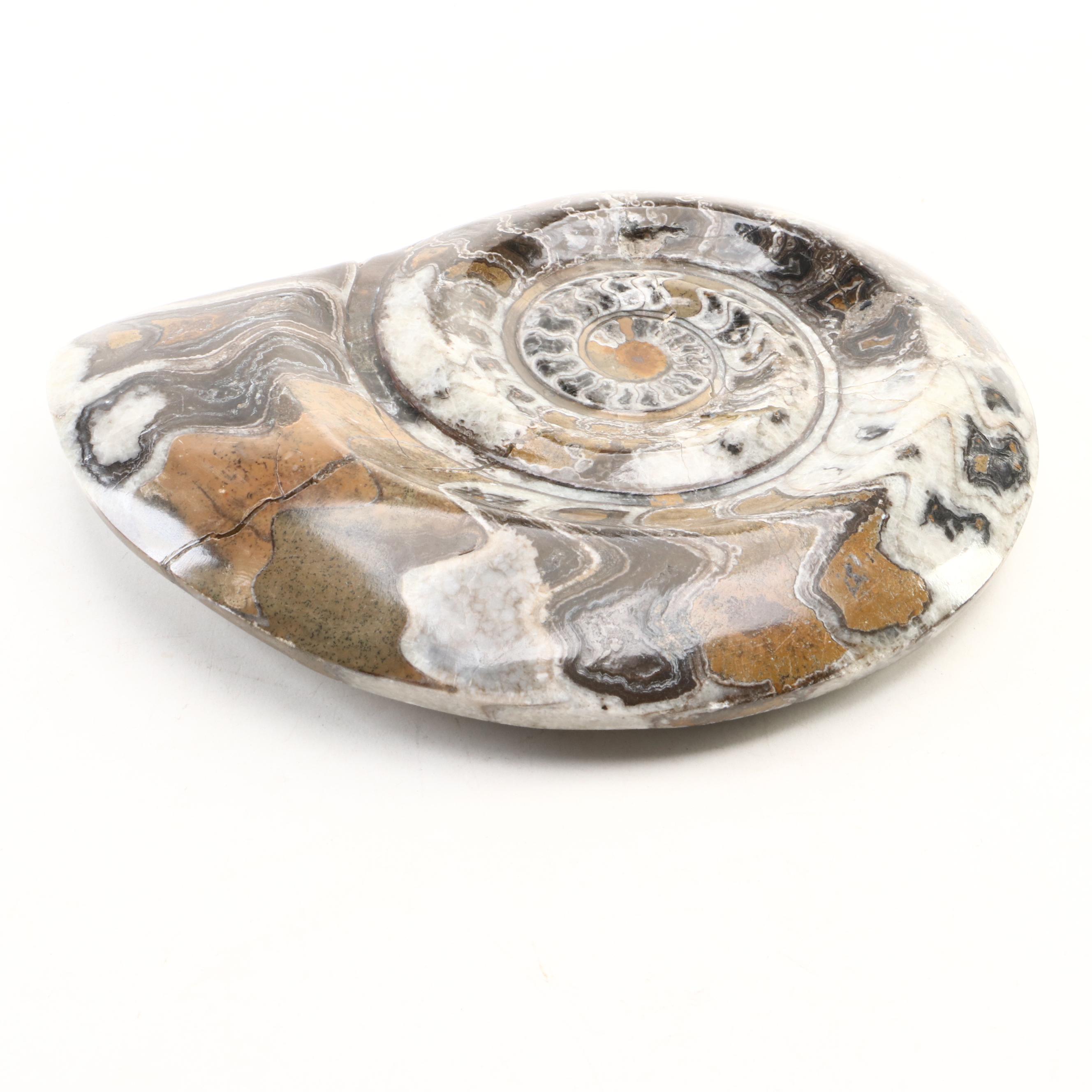 Moroccan Polished Ammonite Fossil Specimens