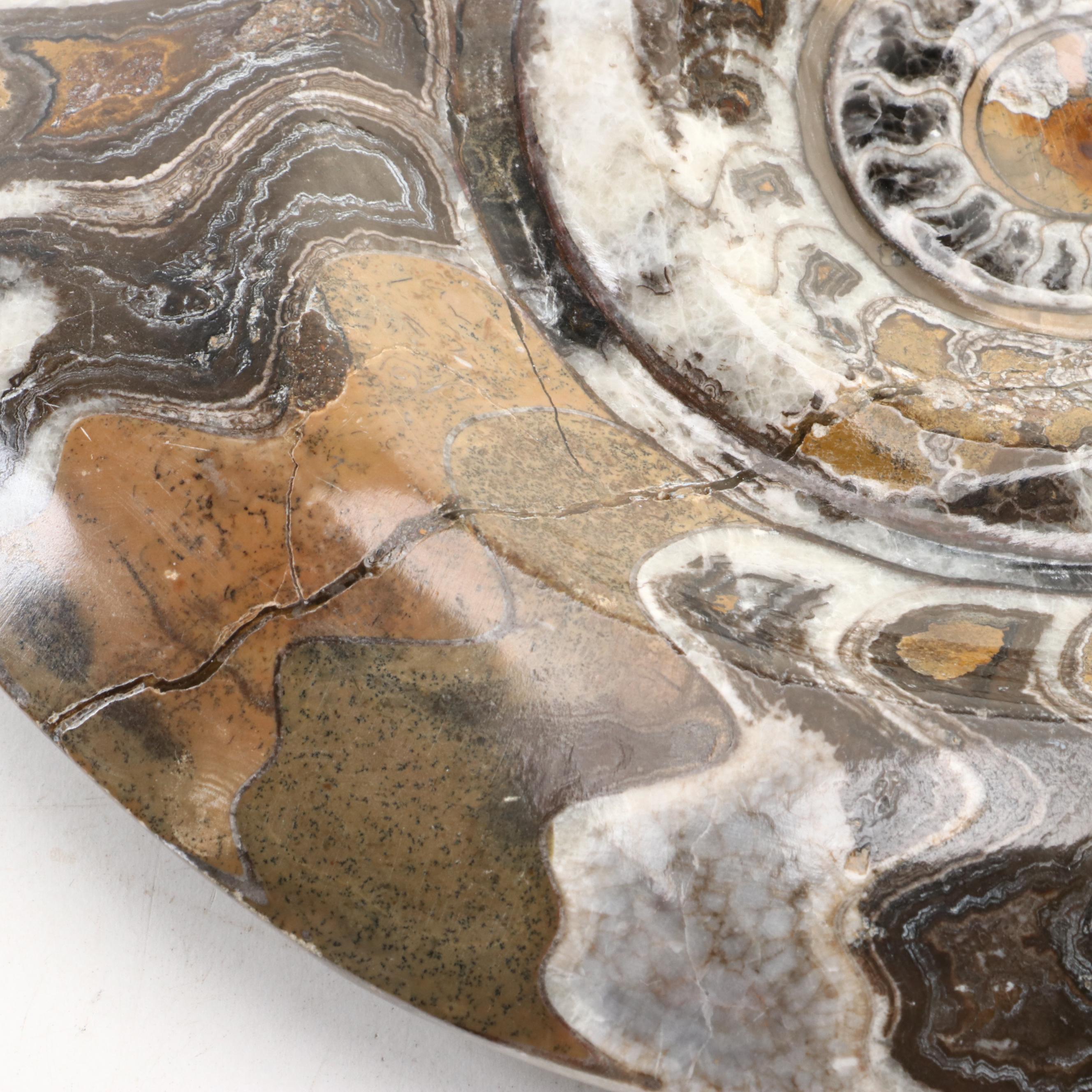 Moroccan Polished Ammonite Fossil Specimens