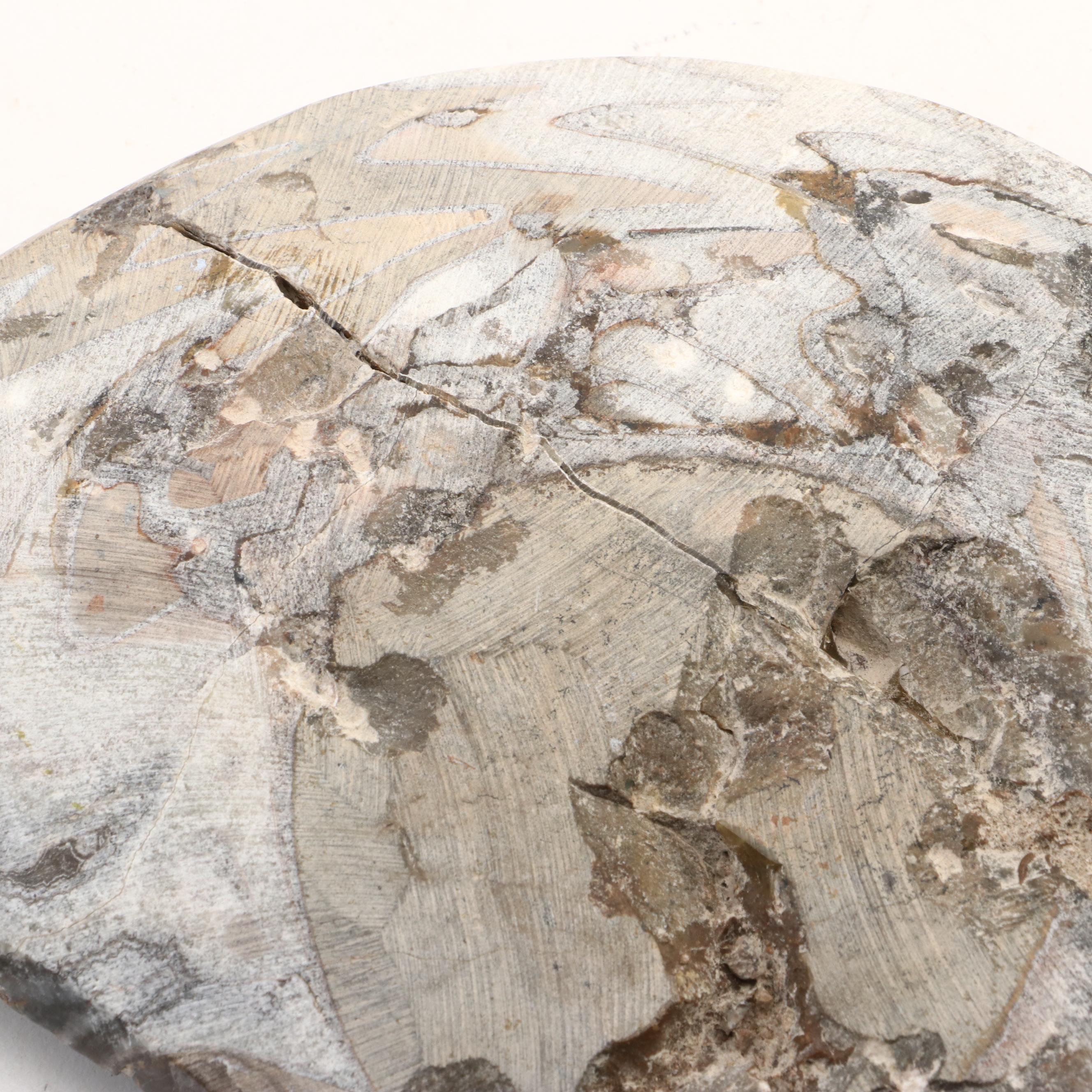 Moroccan Polished Ammonite Fossil Specimens