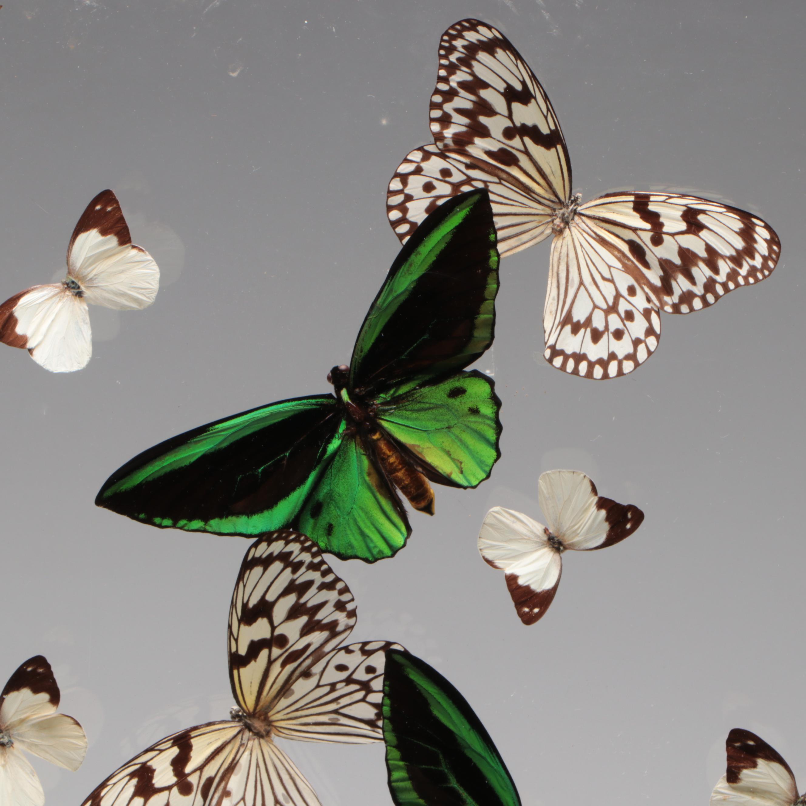 Taxidermy Priam's Birdwings with Paper Kites, White Mimics, Flower Beetle, 1990
