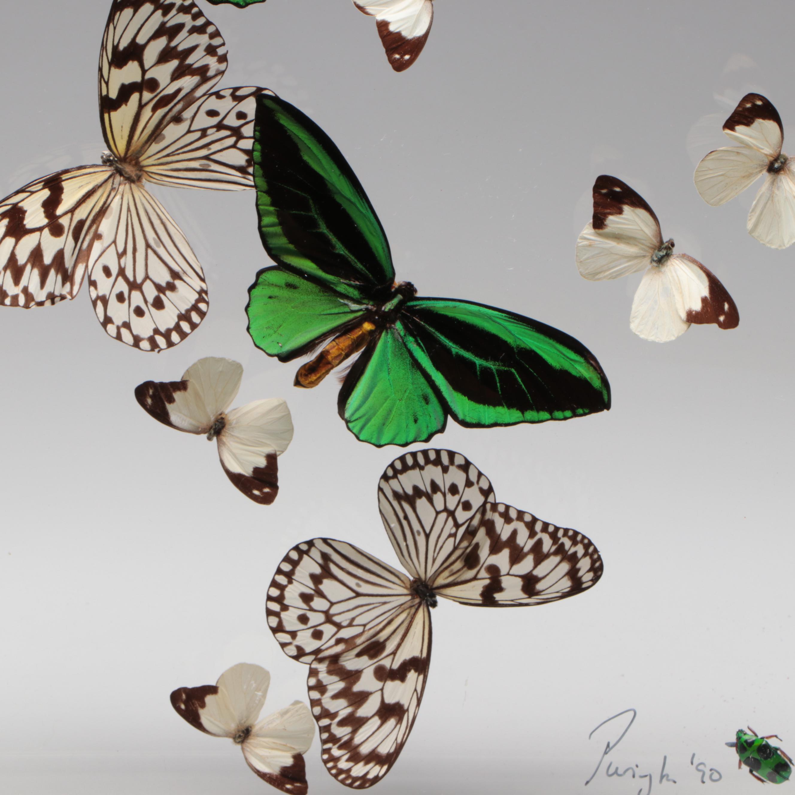 Taxidermy Priam's Birdwings with Paper Kites, White Mimics, Flower Beetle, 1990
