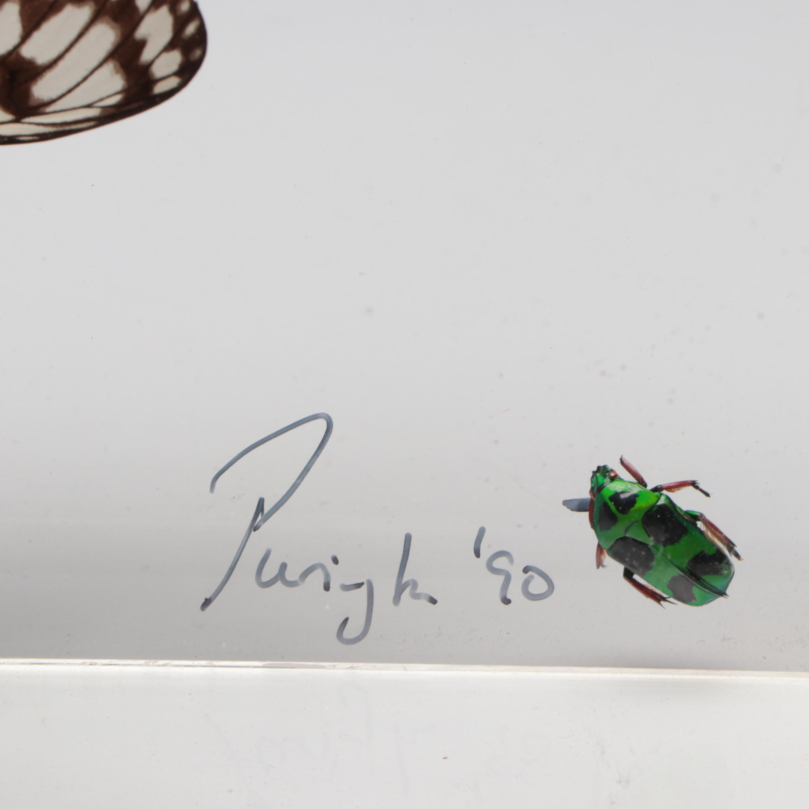 Taxidermy Priam's Birdwings with Paper Kites, White Mimics, Flower Beetle, 1990