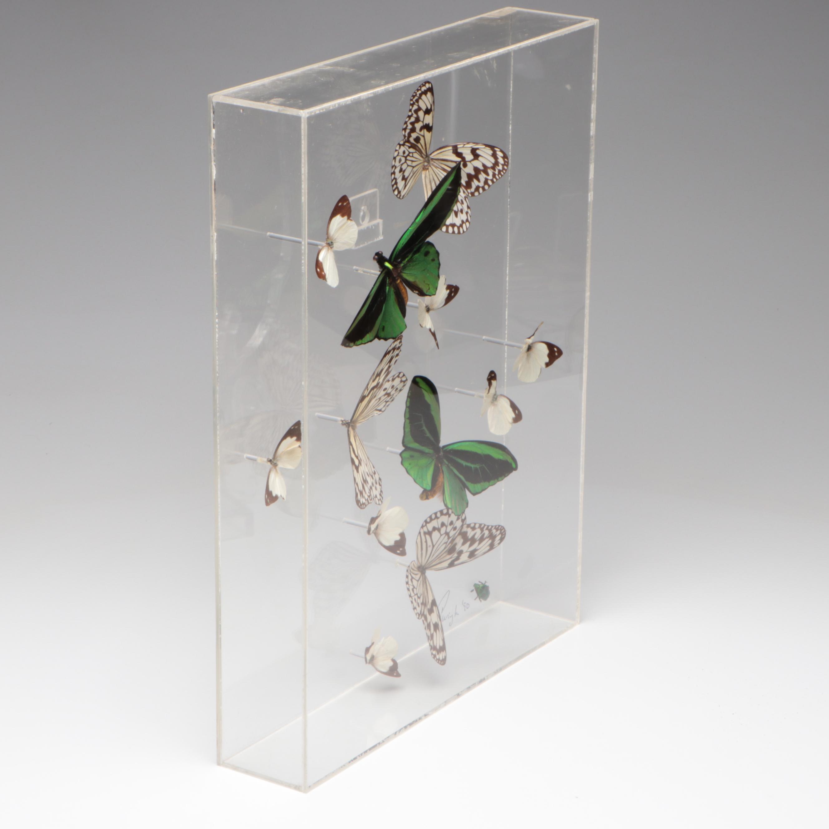 Taxidermy Priam's Birdwings with Paper Kites, White Mimics, Flower Beetle, 1990
