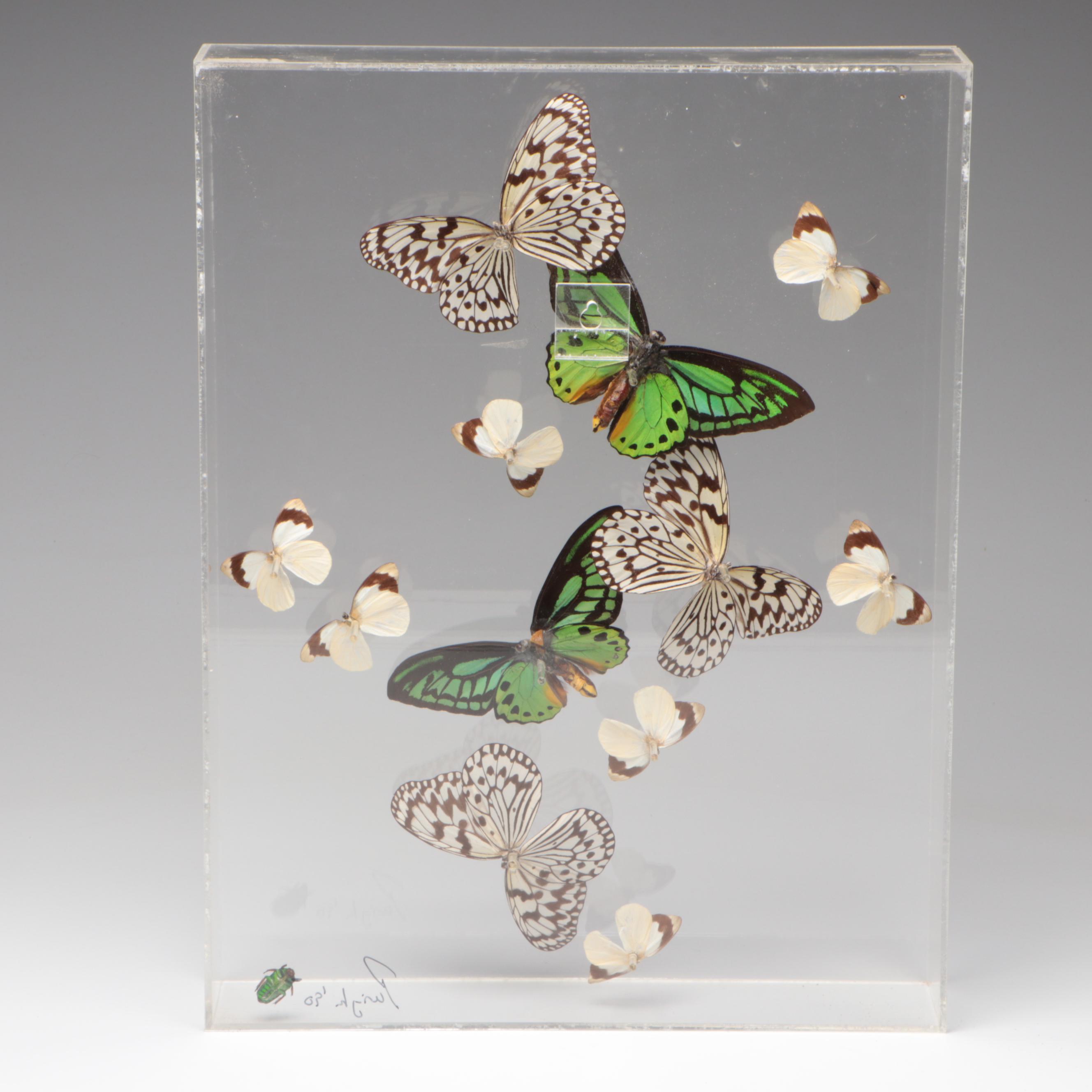 Taxidermy Priam's Birdwings with Paper Kites, White Mimics, Flower Beetle, 1990