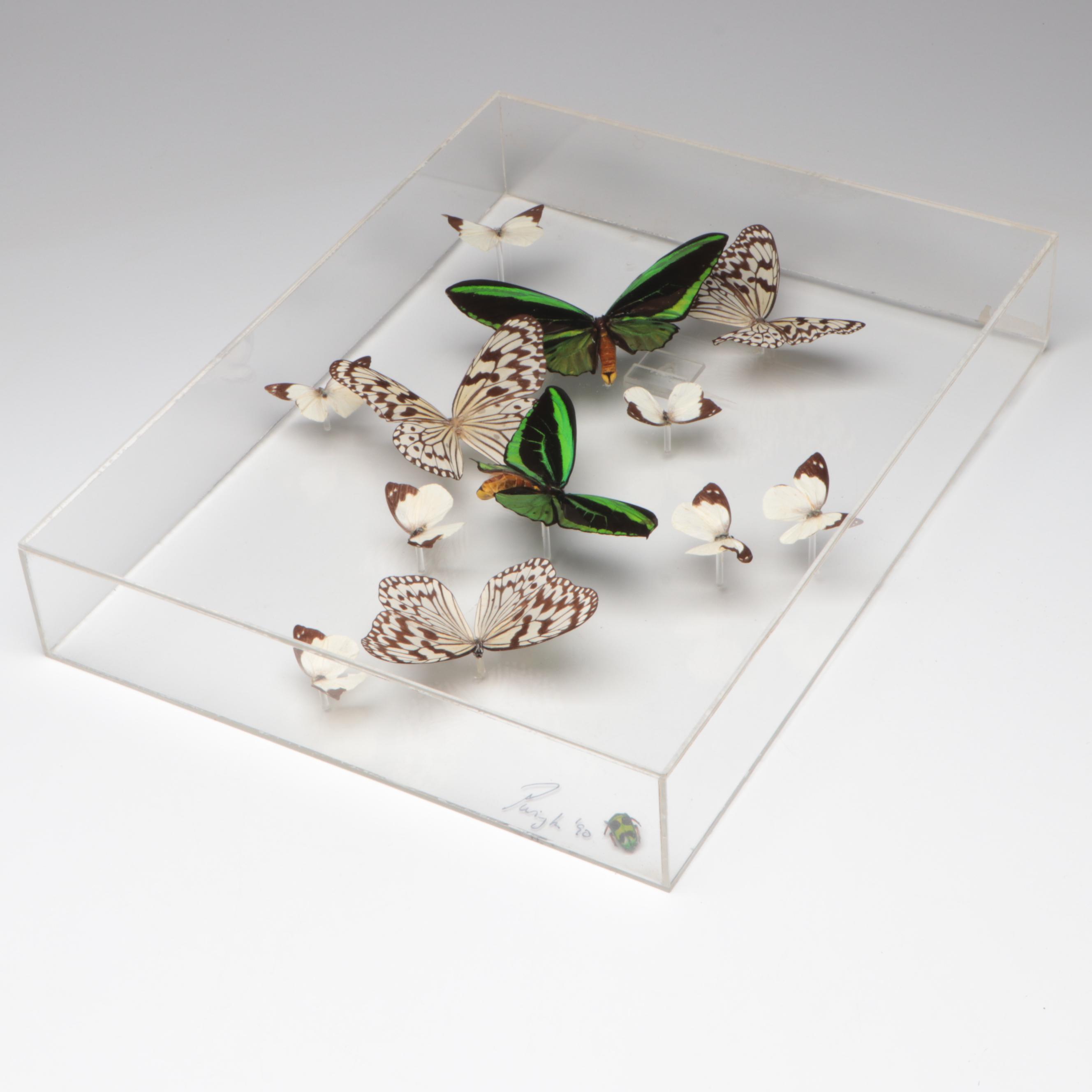 Taxidermy Priam's Birdwings with Paper Kites, White Mimics, Flower Beetle, 1990