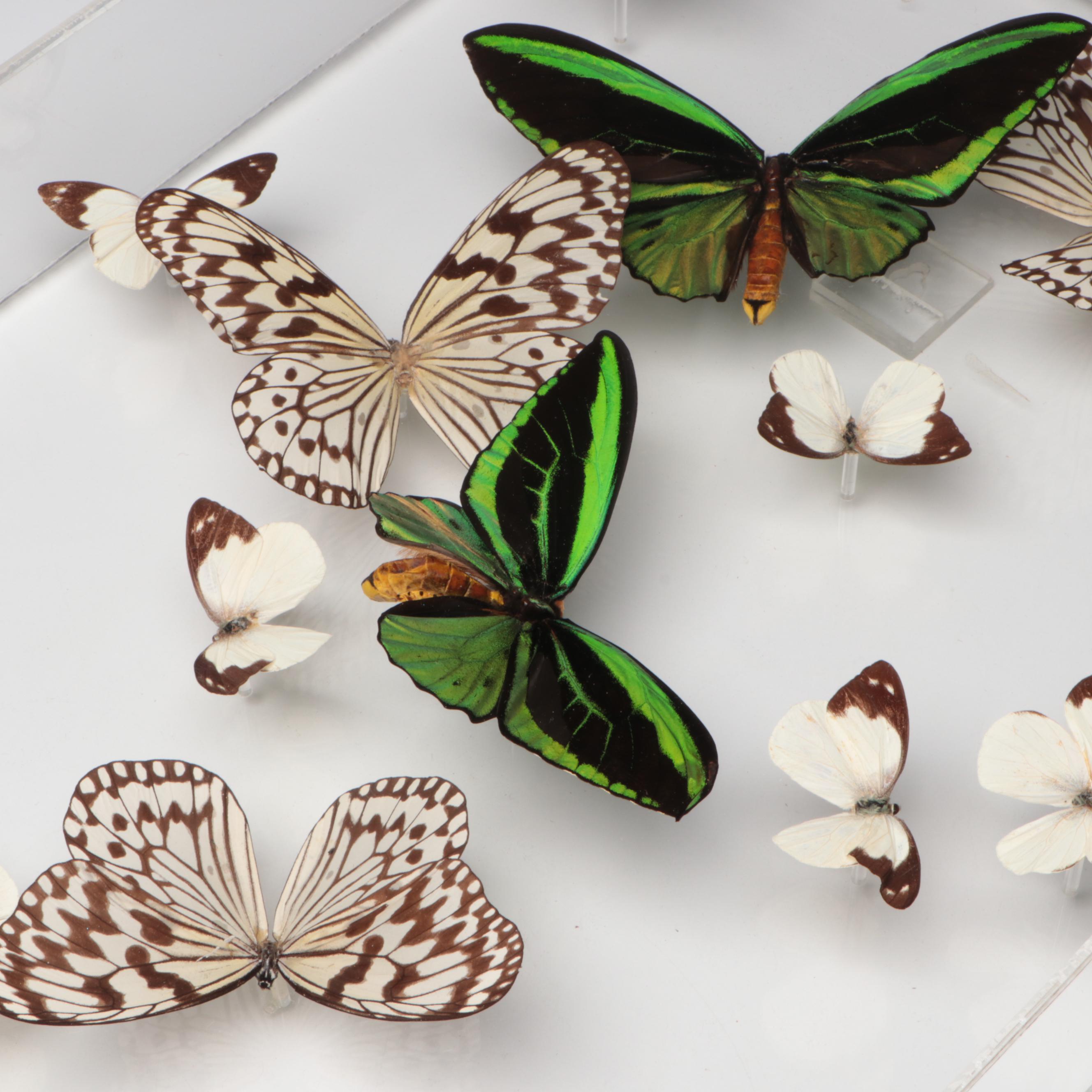 Taxidermy Priam's Birdwings with Paper Kites, White Mimics, Flower Beetle, 1990