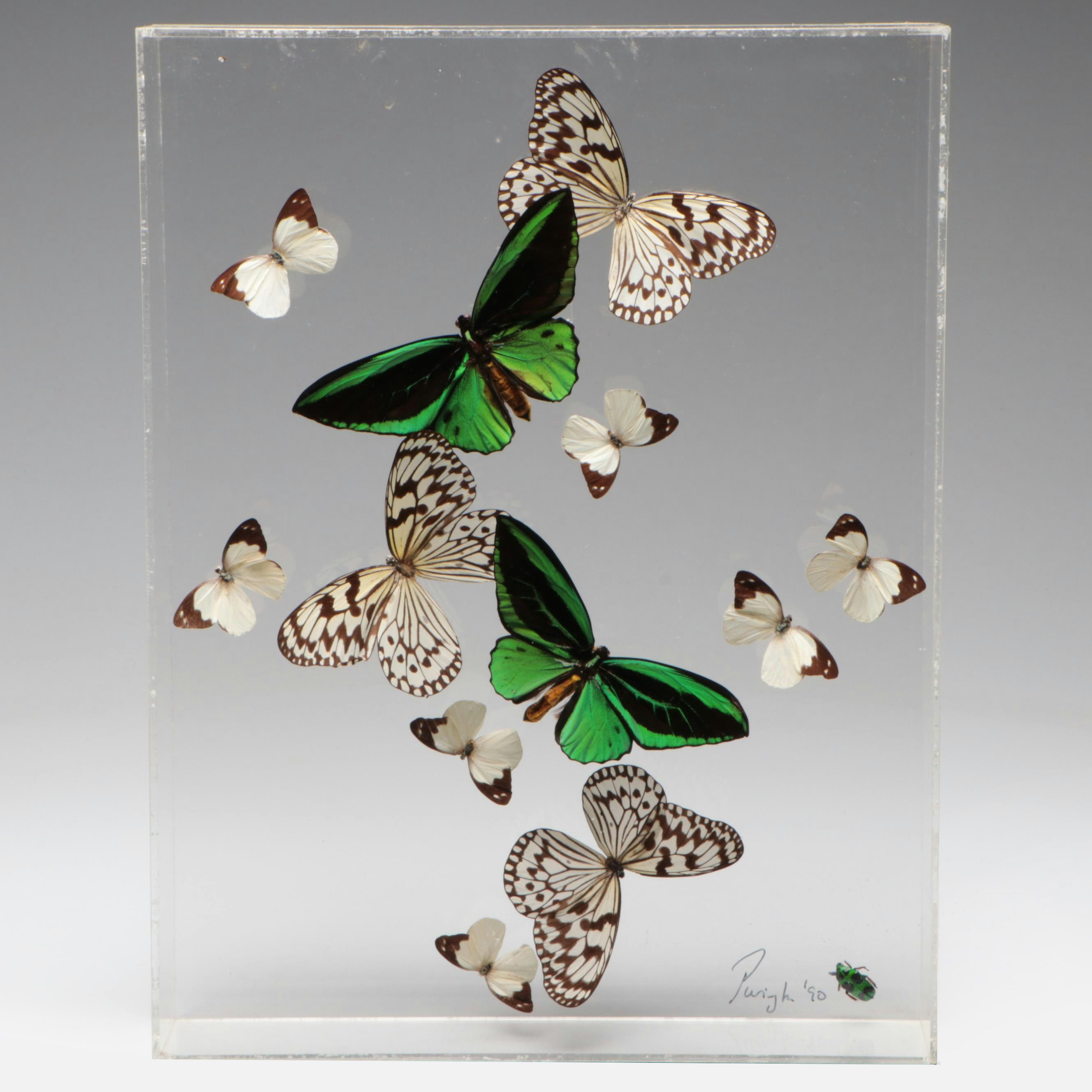Taxidermy Priam's Birdwings with Paper Kites, White Mimics, Flower Beetle, 1990