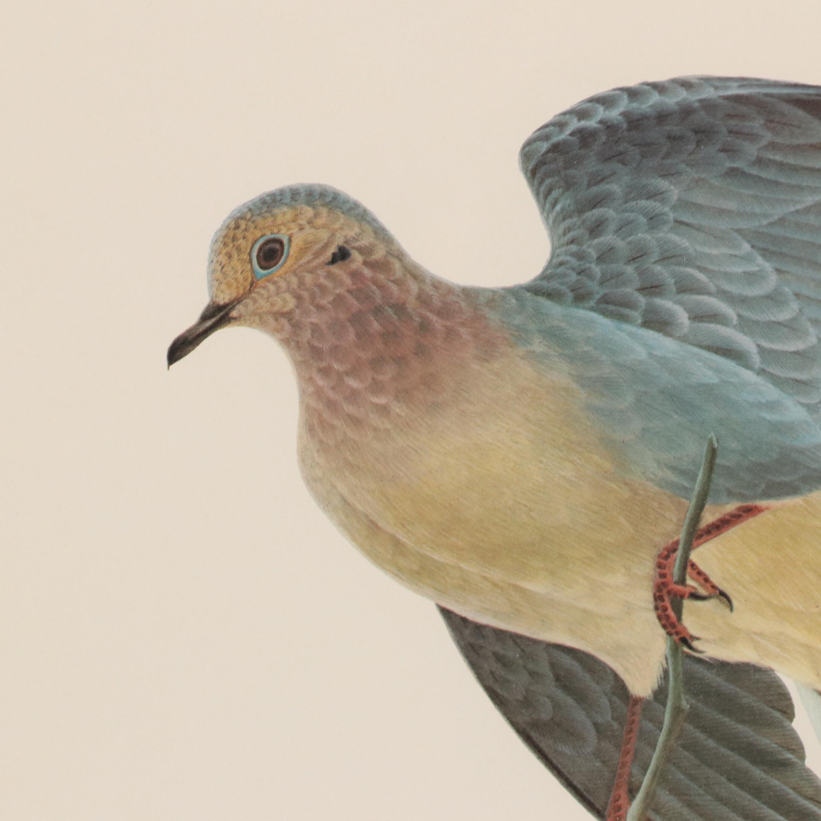 John Ruthven Offset Lithograph "Mourning Dove," 1971