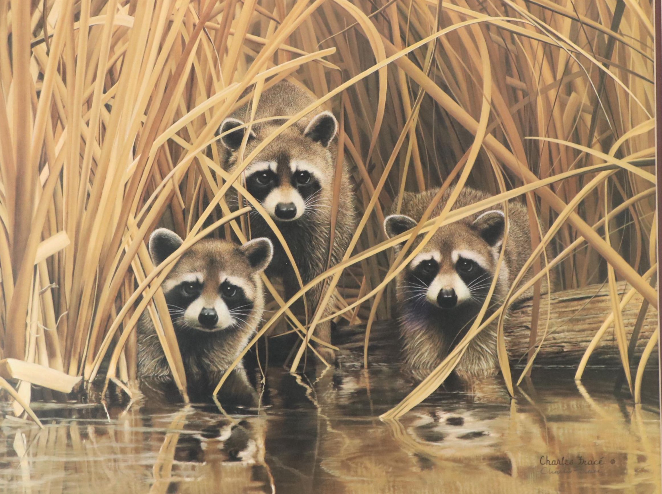 Charles Fracé Offset Lithograph "Raccoon," 1978