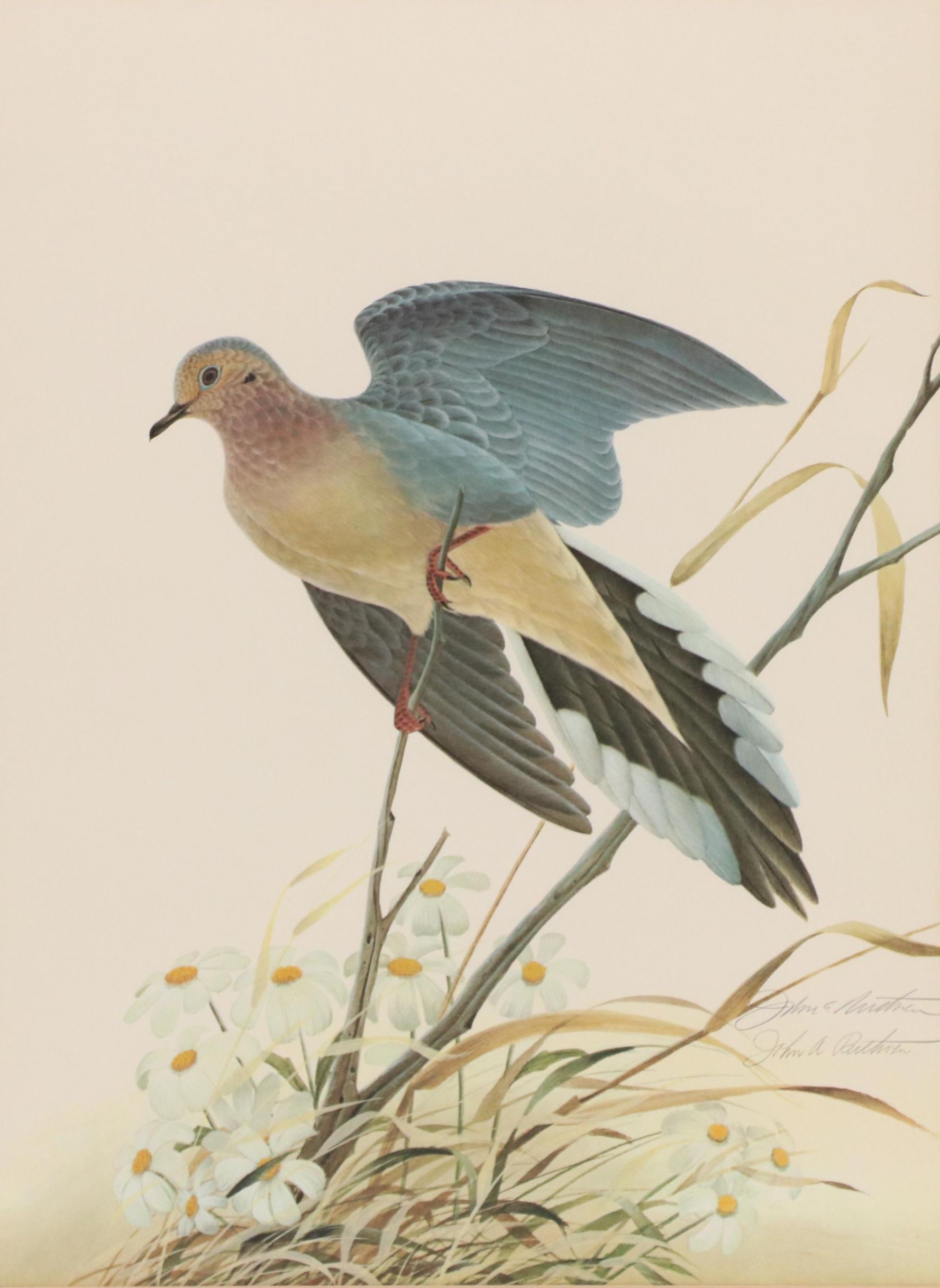 John Ruthven Offset Lithograph "Mourning Dove," 1971