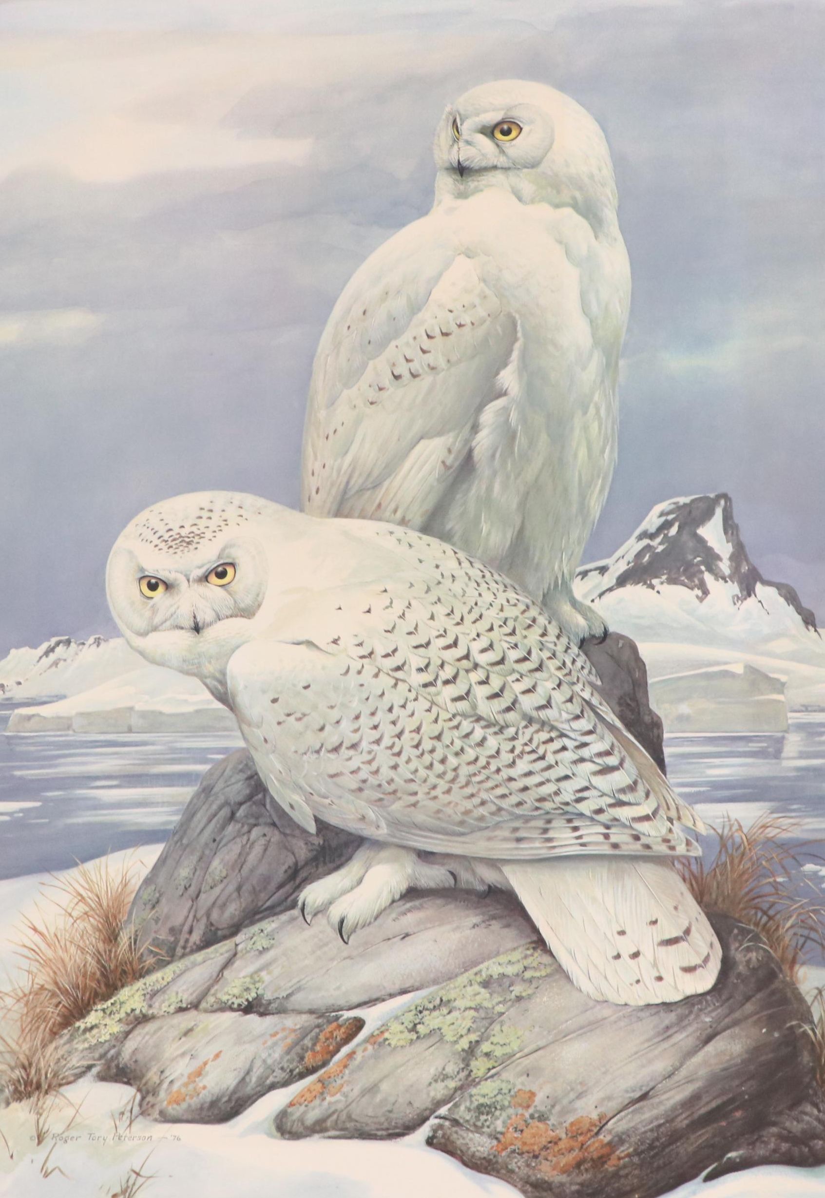 Roger Tory Peterson Offset Lithograph "Snowy Owl," 1976