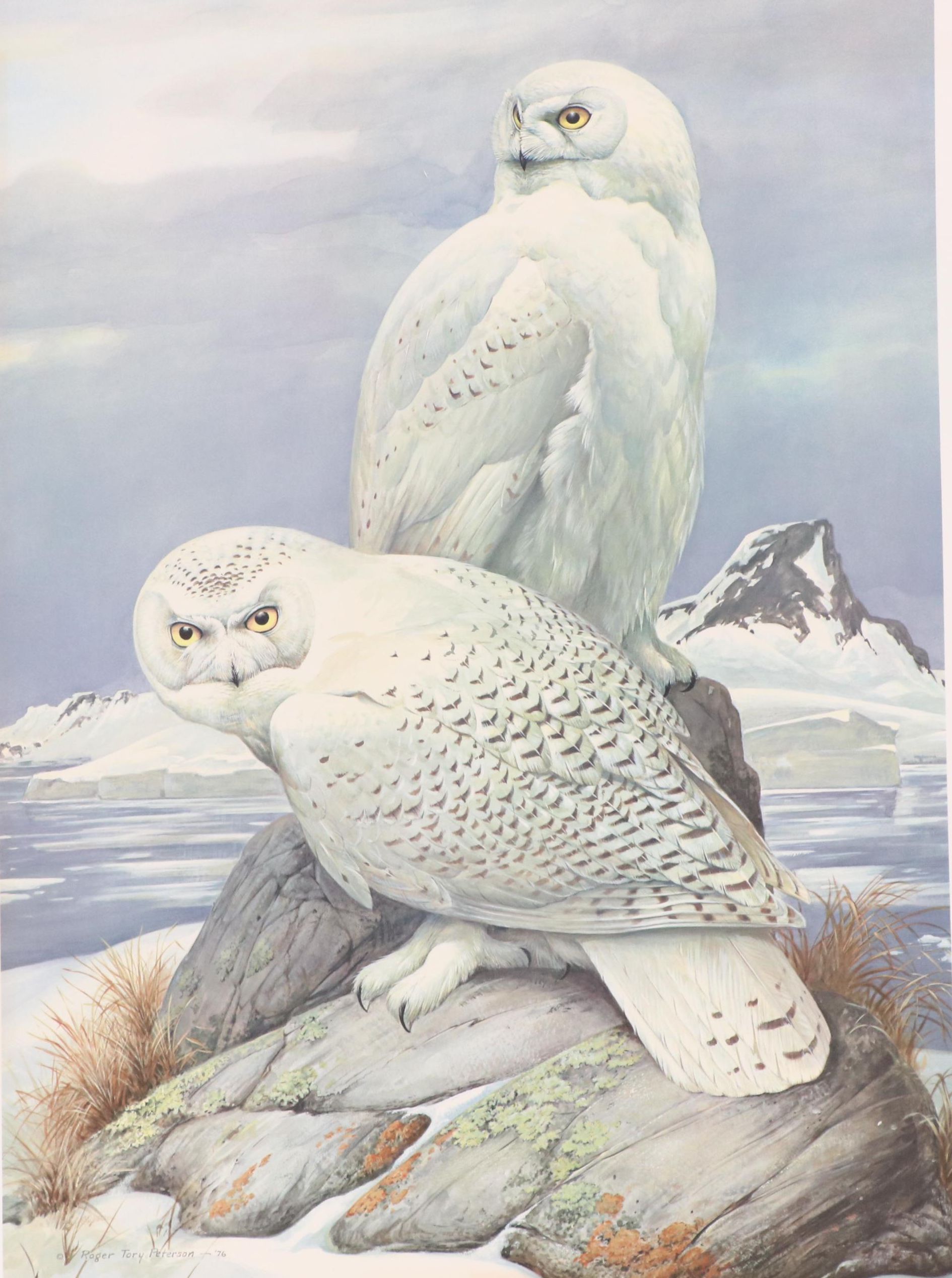 Roger Tory Peterson Offset Lithograph "Snowy Owl," 1976