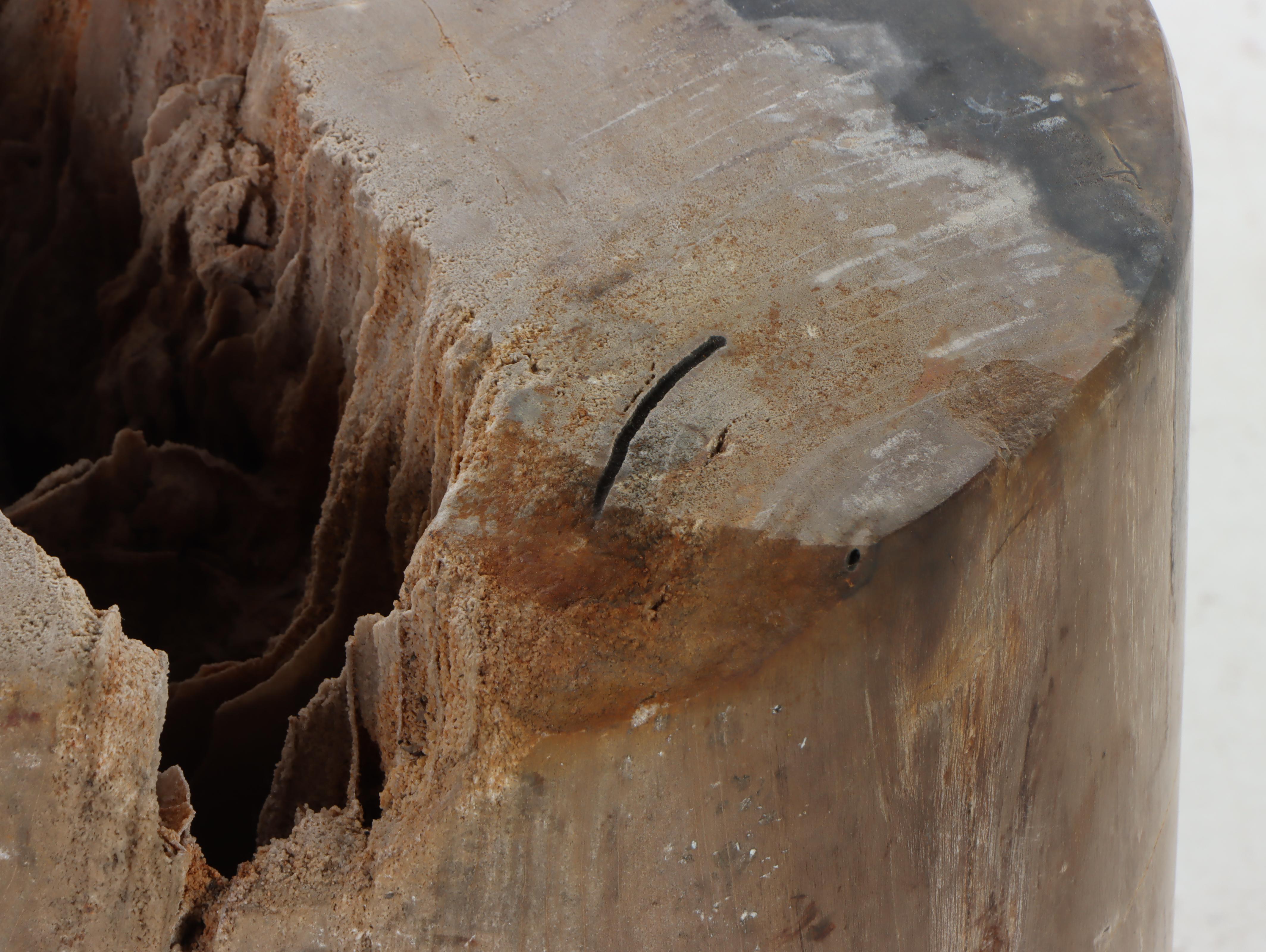 Tall Petrified Wood Specimen