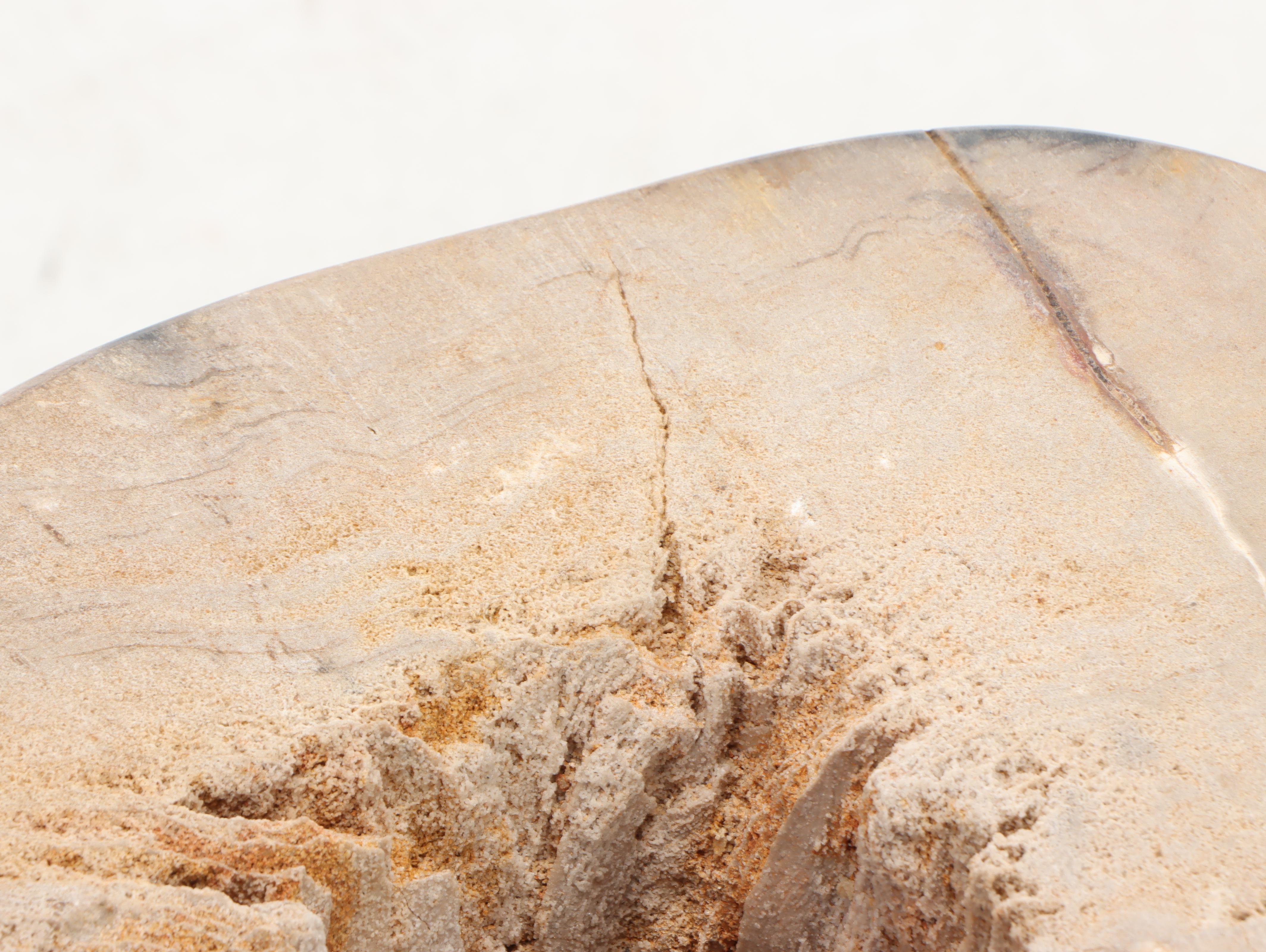 Tall Petrified Wood Specimen