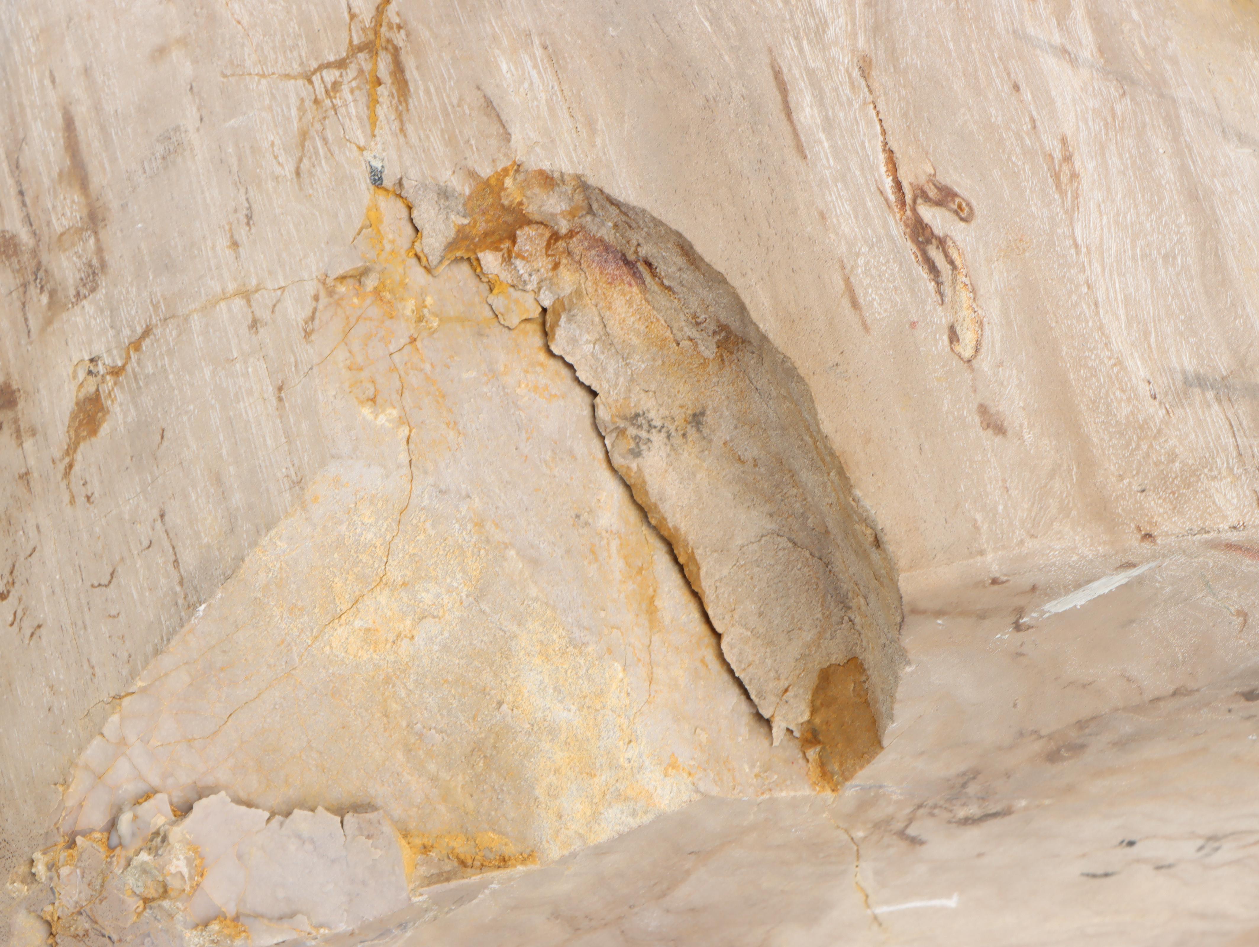 Tall Petrified Wood Specimen